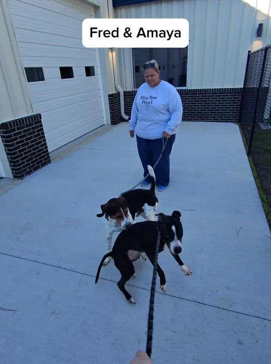 Enlarge Amaya, very sweet, 6yo girl, Active and Playful, Great Family Dog !!, a ADOPTABLE mixed breed in Richmond, VA video 6/6