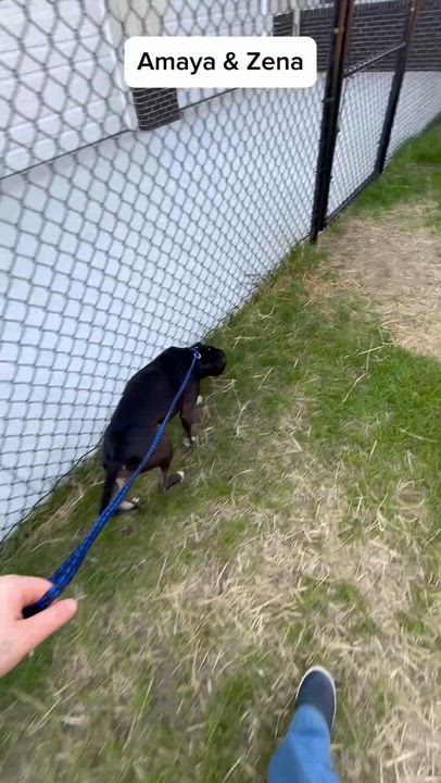 Enlarge Amaya, very sweet, 6yo girl, Active and Playful, Great Family Dog !!, a ADOPTABLE mixed breed in Richmond, VA video 5/6