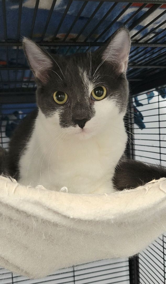 Ursula, a Adoptable Domestic Short Hair in Warwick, RI image 4/6