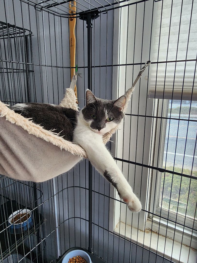 Ursula, a Adoptable Domestic Short Hair in Warwick, RI image 3/6