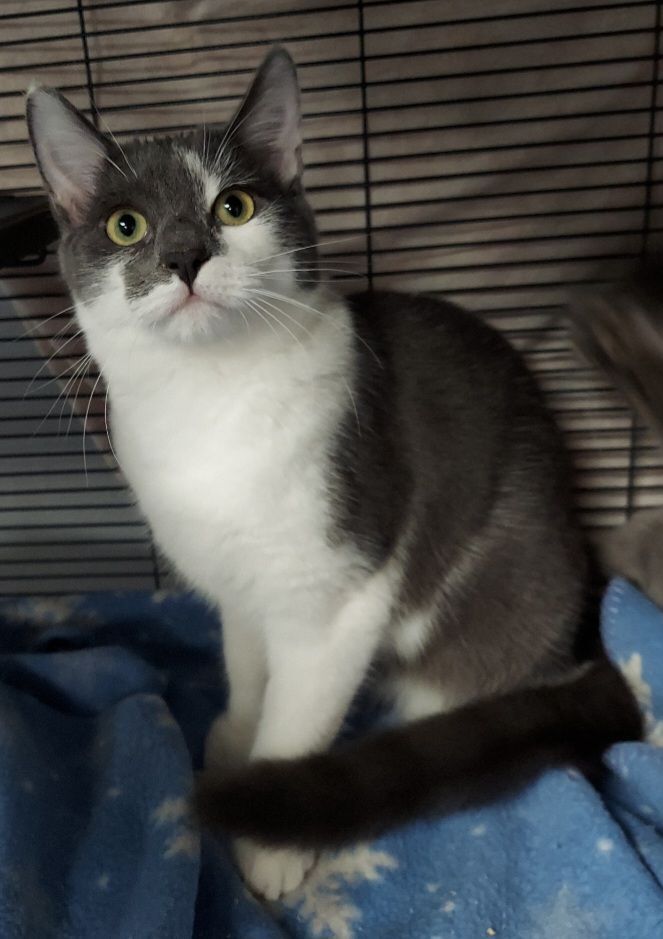 Ursula, a Adoptable Domestic Short Hair in Warwick, RI image 5/6