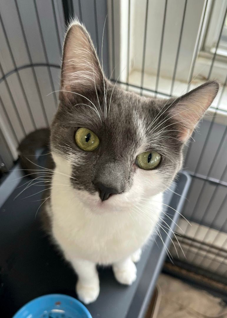 Ursula, a Adoptable Domestic Short Hair in Warwick, RI image 1/6