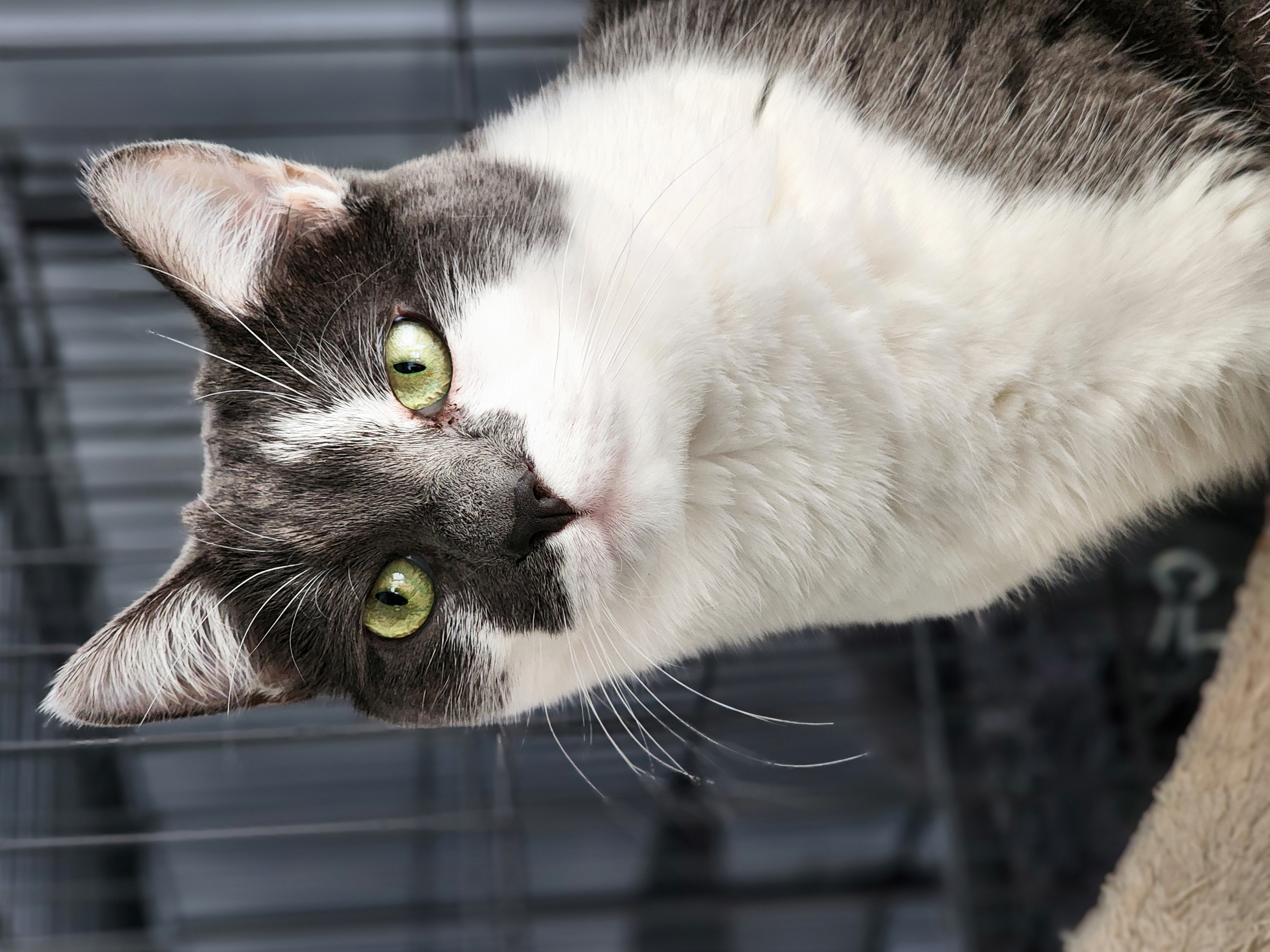 Ursula, a Adoptable Domestic Short Hair in Warwick, RI image 2/6