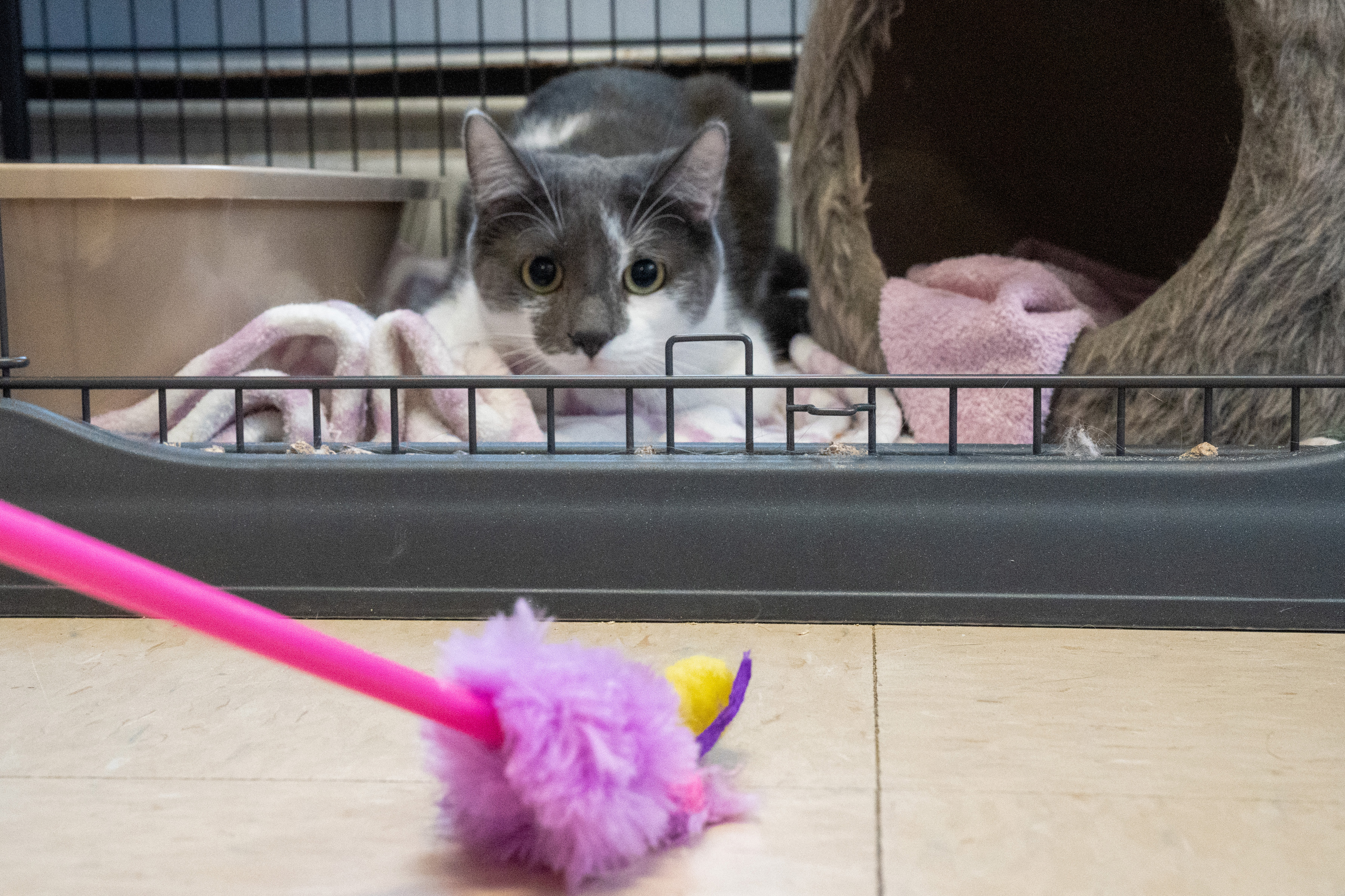 Ursula, a Adoptable Domestic Short Hair in Warwick, RI image 6/6