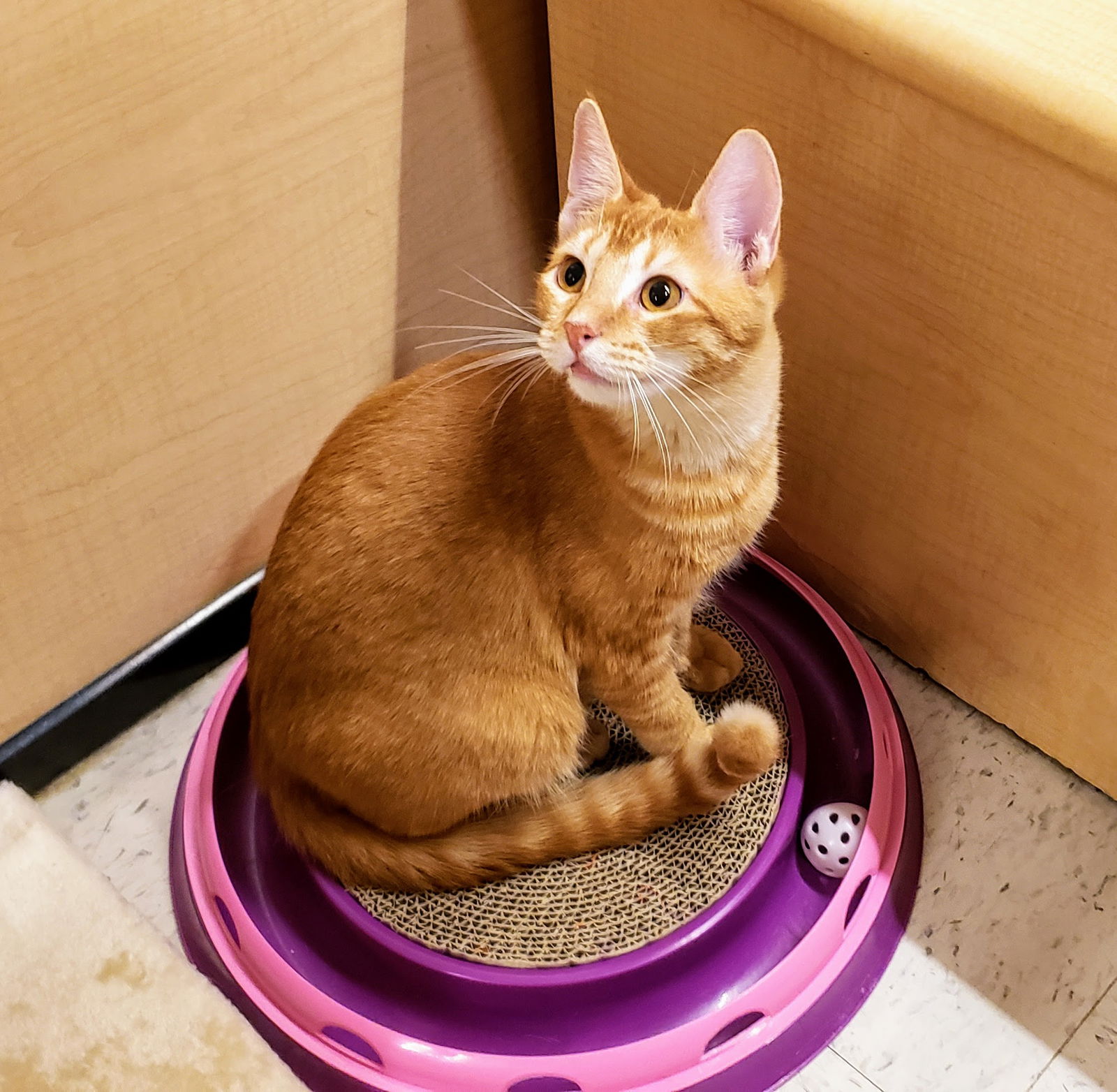 James, an adoptable Tabby, Domestic Short Hair in Garland, TX, 75040 | Photo Image 1
