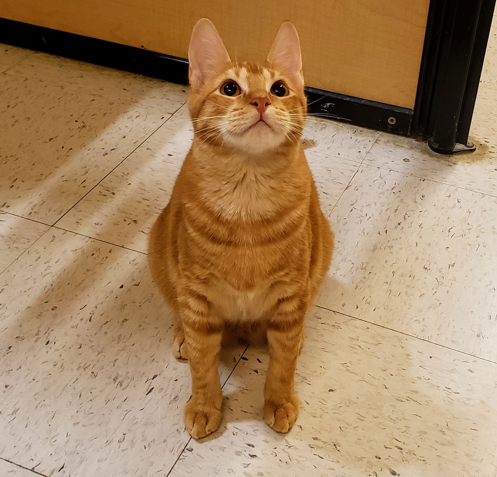 James, an adoptable Tabby, Domestic Short Hair in Garland, TX, 75040 | Photo Image 4