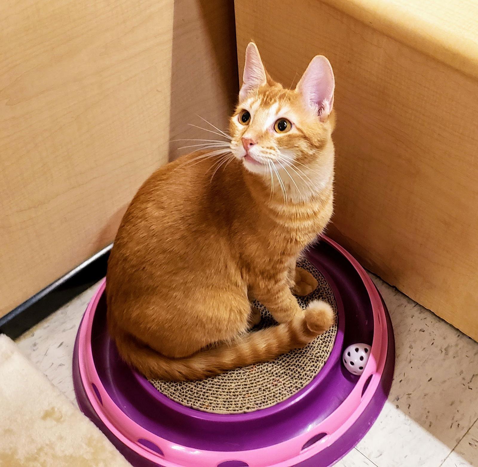 James, a Adoptable mixed breed in Garland, TX image 1/3