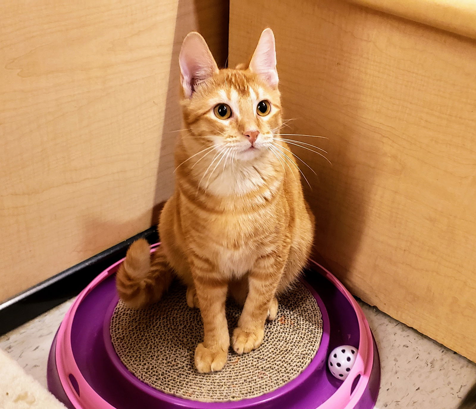 James, an adoptable Tabby, Domestic Short Hair in Garland, TX, 75040 | Photo Image 6