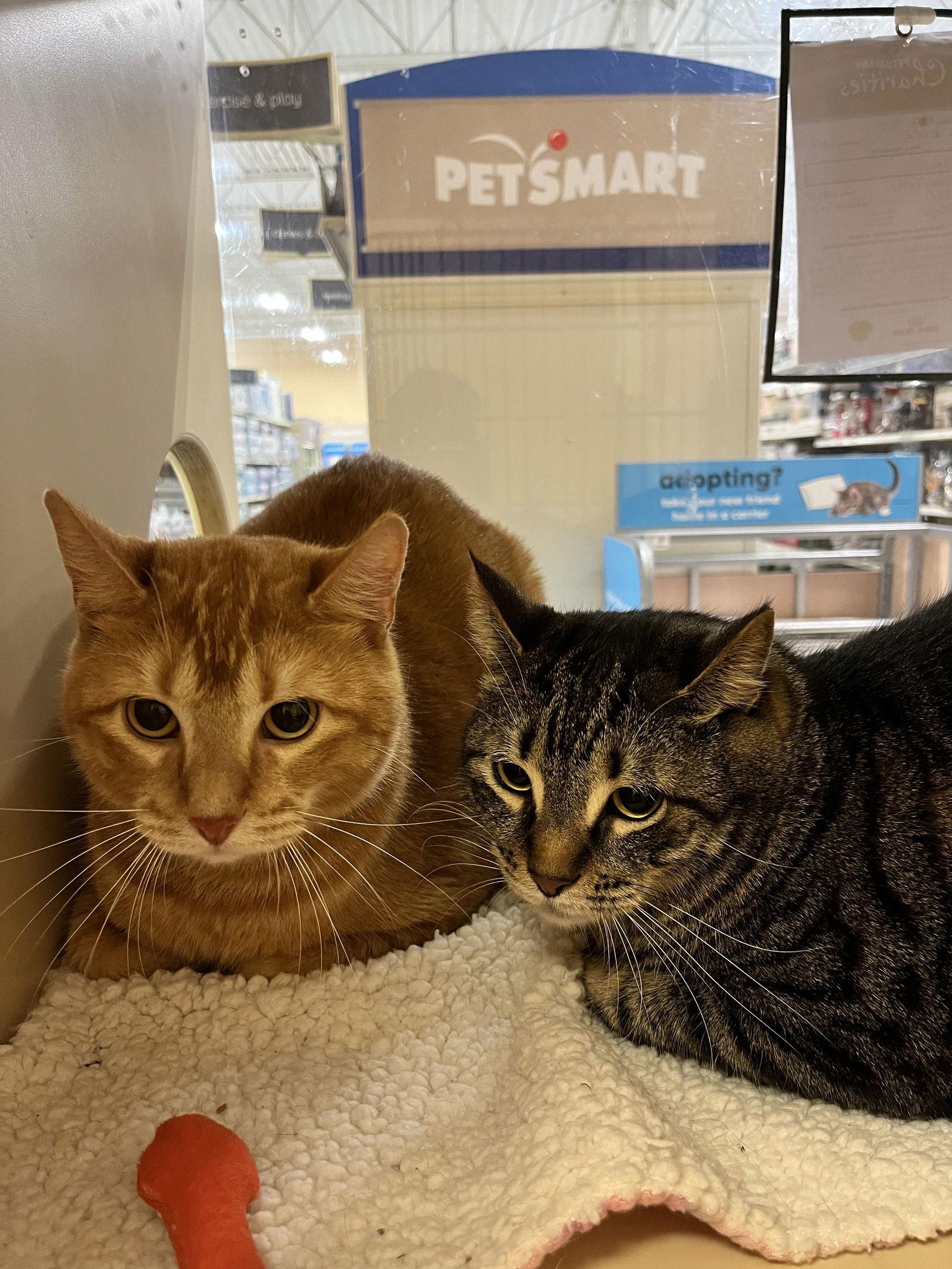 James, a Adoptable mixed breed in Garland, TX image 3/3