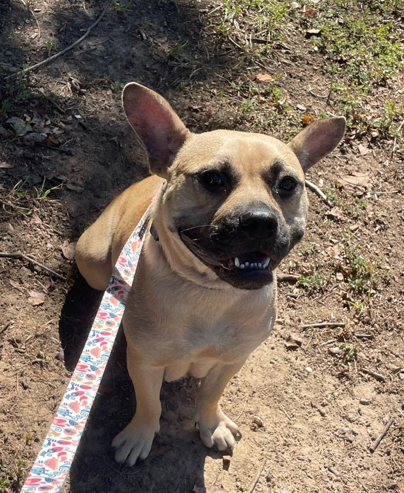 Enlarge Brownie, a Adoptable mixed breed in Wake Forest, NC image 1/6