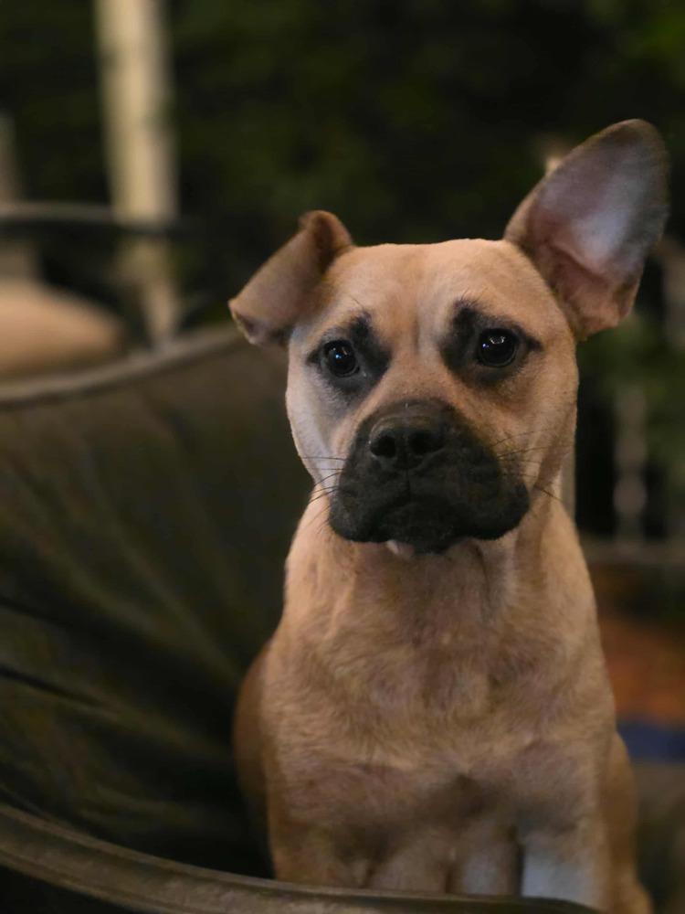 Enlarge Brownie, a Adoptable mixed breed in Wake Forest, NC image 2/6