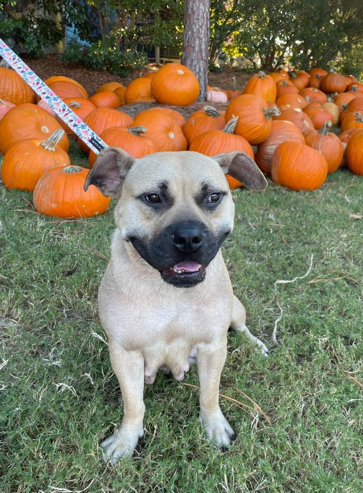 Enlarge Brownie, a Adoptable mixed breed in Wake Forest, NC image 3/6