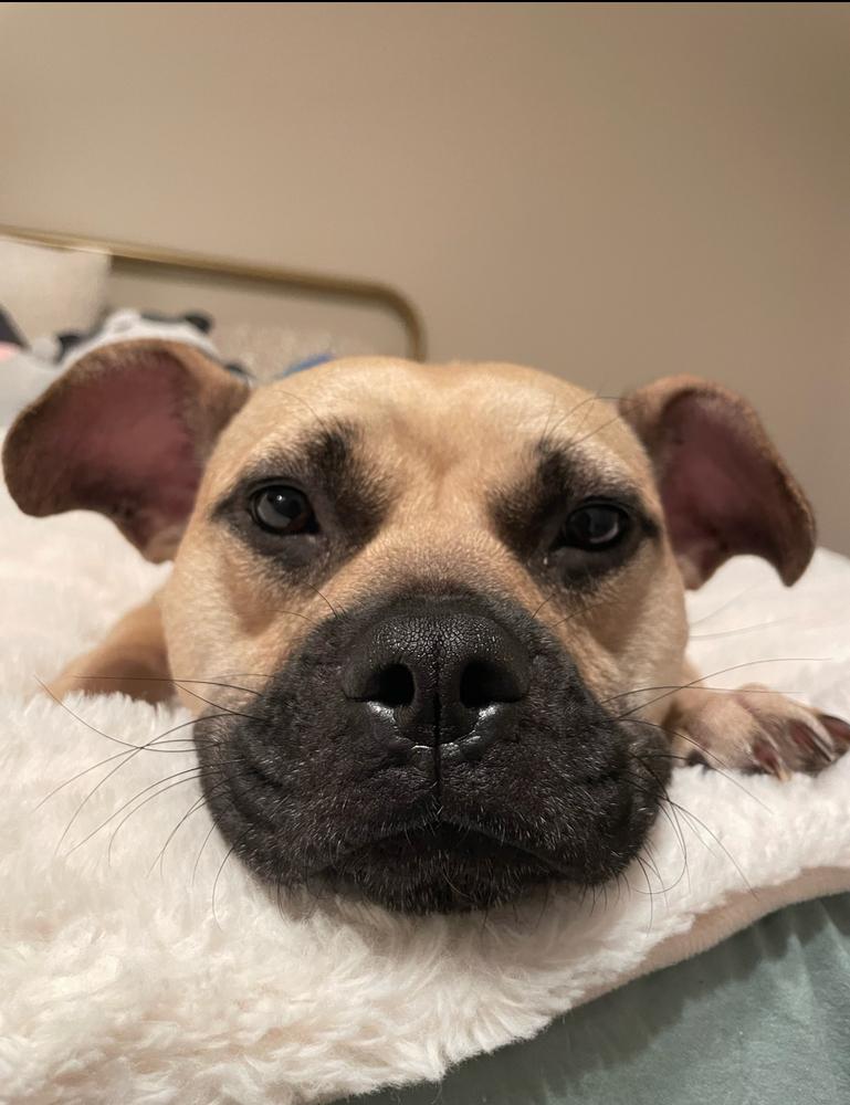 Enlarge Brownie, a Adoptable mixed breed in Wake Forest, NC image 4/6