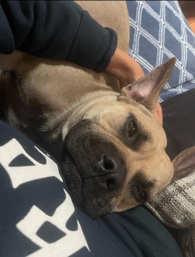 Enlarge Brownie, a Adoptable mixed breed in Wake Forest, NC image 5/6