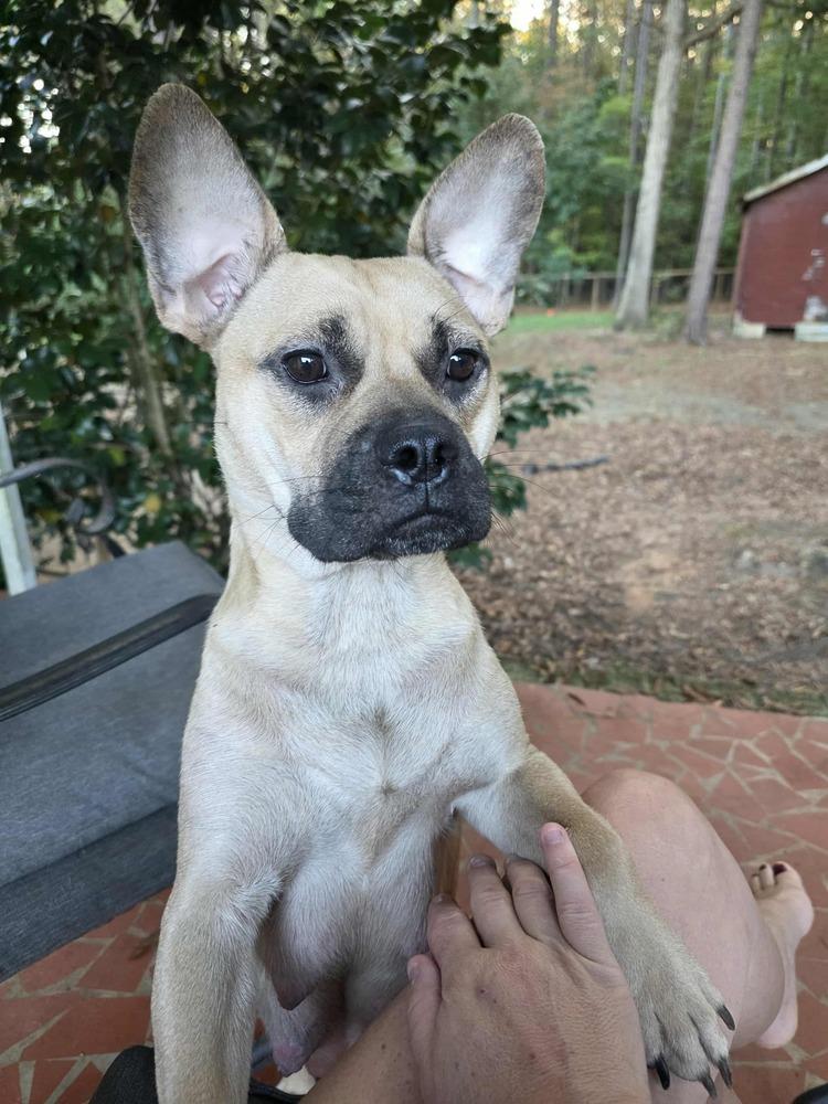Enlarge Brownie, a Adoptable mixed breed in Wake Forest, NC image 6/6