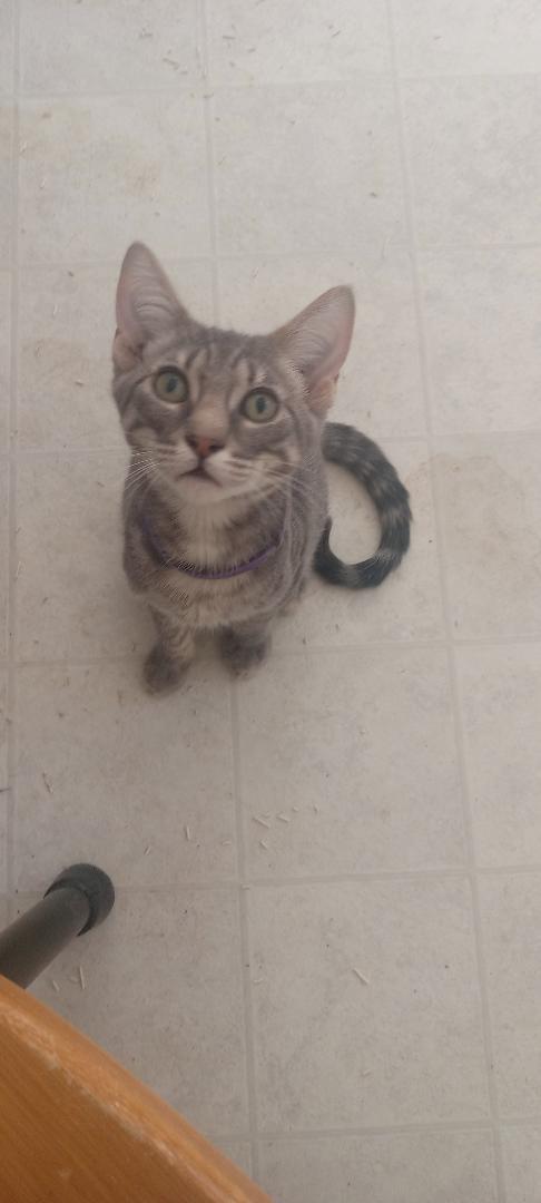 Ziggy, Adoptable, Kitten Male Domestic Short Hair.