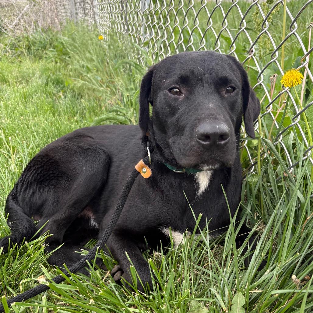 Cypress, Adoptable, Adult Male Black Labrador Retriever & Mixed Breed.