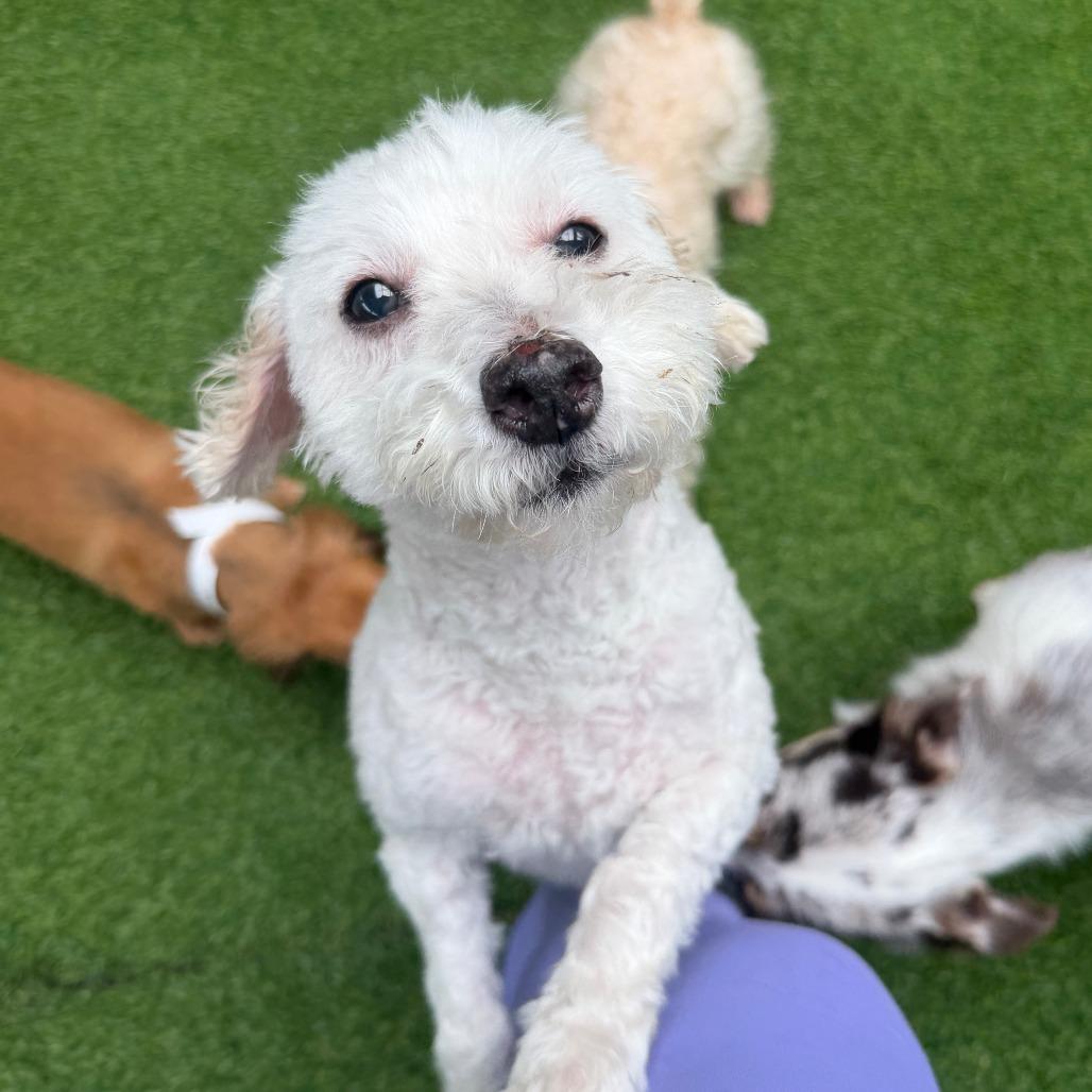 ANDRE' - Poodle (Toy) available for adoption