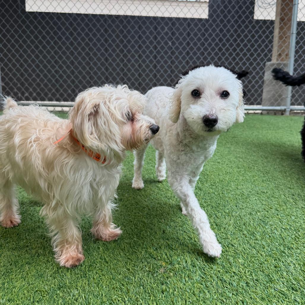 ANDRE' - Poodle (Toy) available for adoption