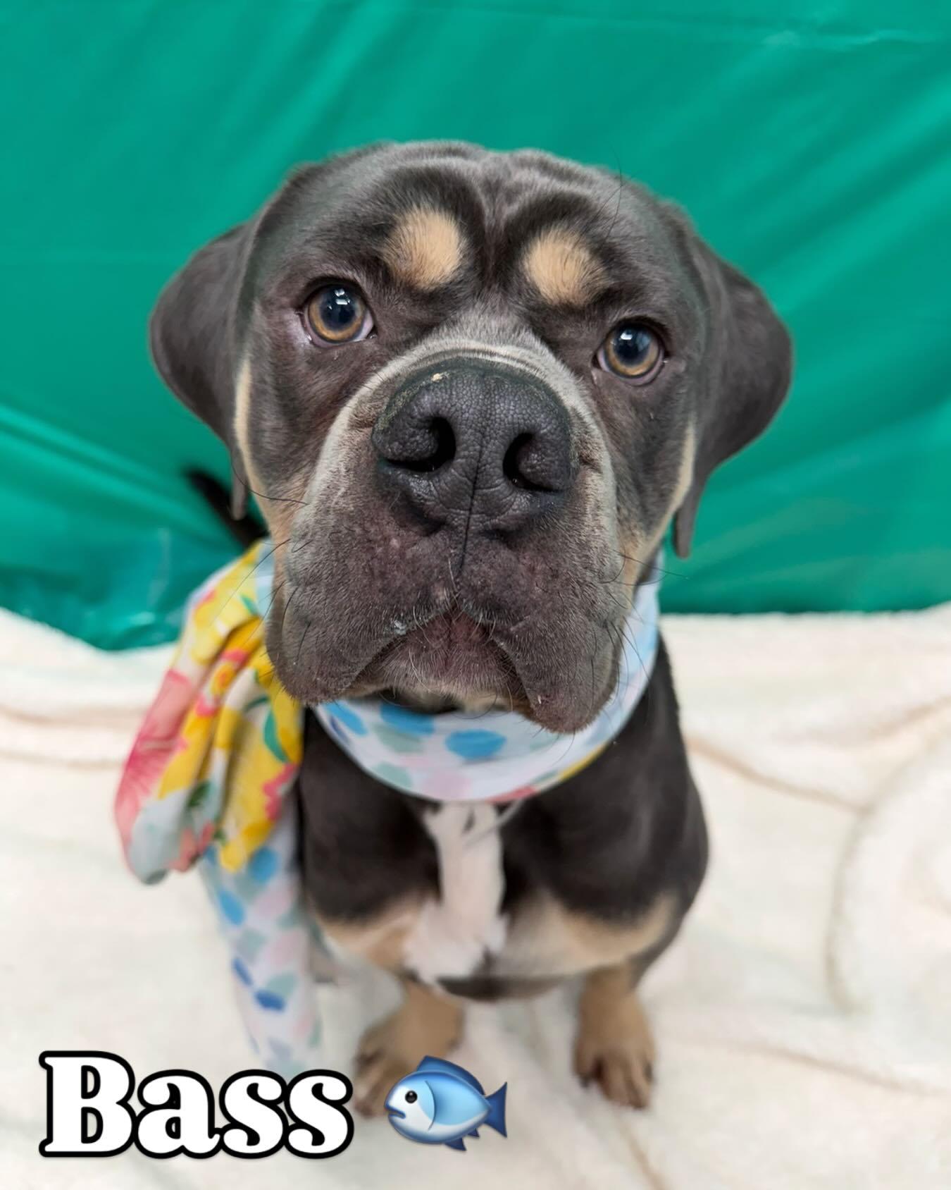 Enlarge Bass Tag 554, an adopted mixed breed in Central Islip, NY image 1/1