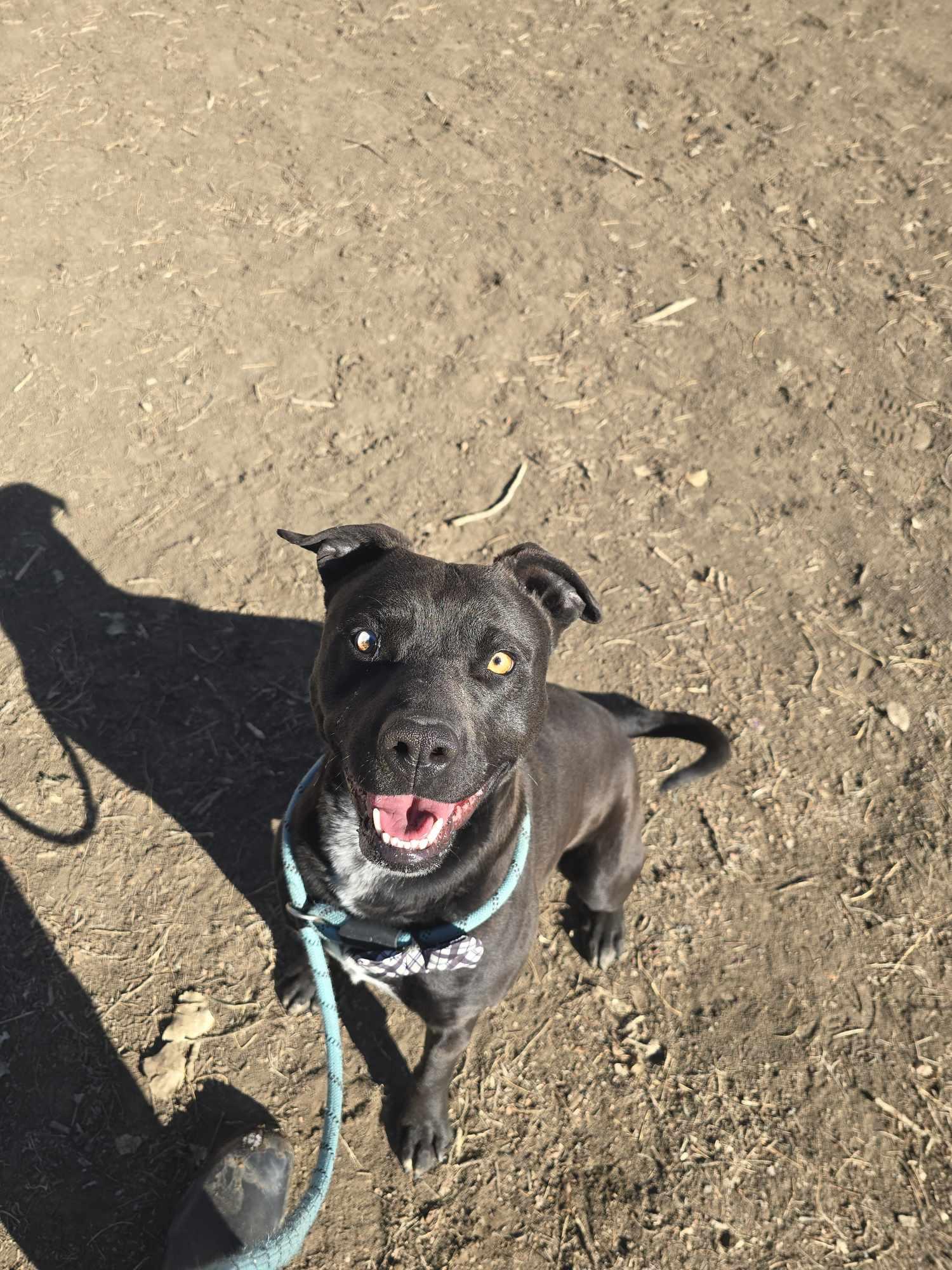 Enlarge Chewbarka, an adoptable mixed breed in Canon City, CO image 1/2