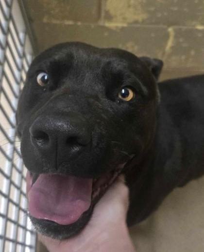 Enlarge Chewbarka, an adoptable mixed breed in Canon City, CO image 2/2