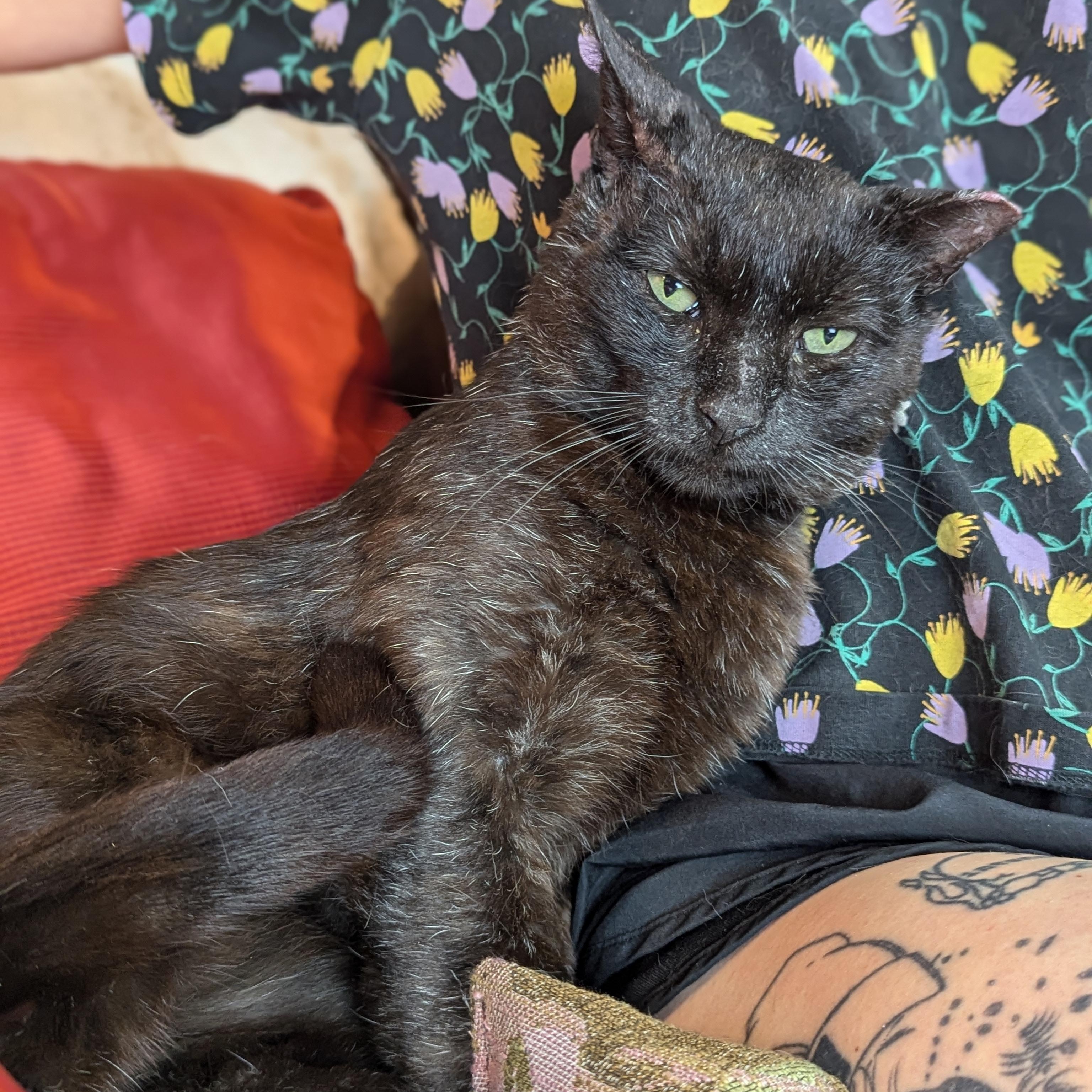 Enlarge Chris (Redefines Lap Cat), a Adoptable Domestic Short Hair in Decatur, GA image 3/6