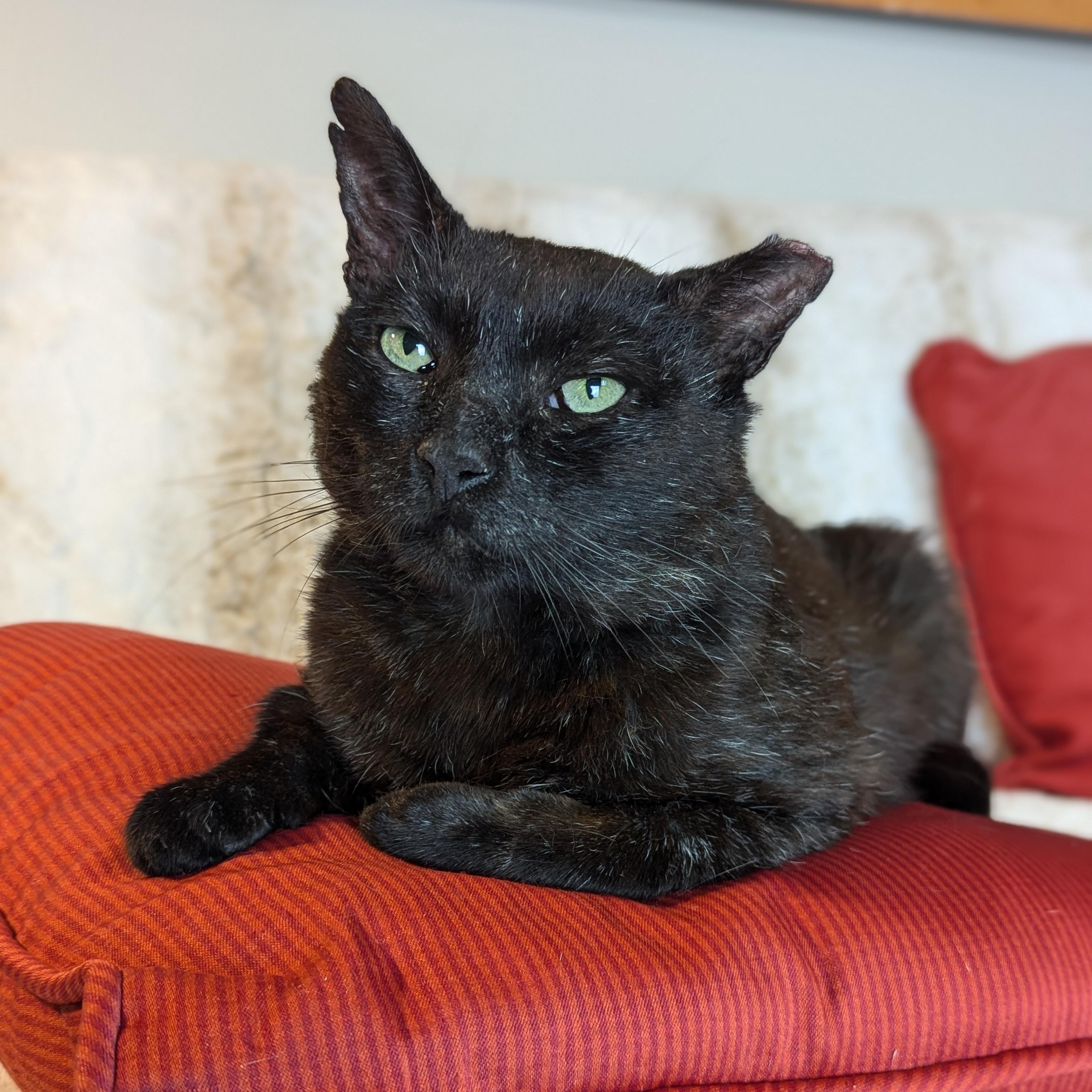 Enlarge Chris (Redefines Lap Cat), a Adoptable Domestic Short Hair in Decatur, GA image 5/6