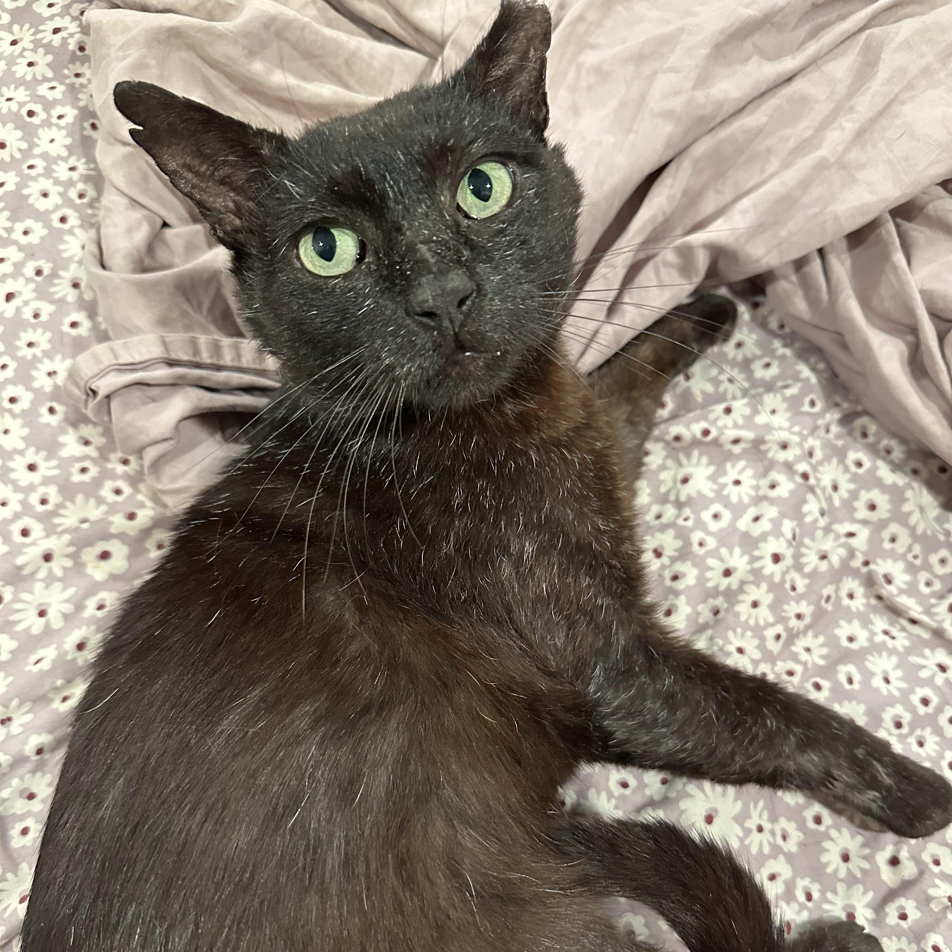 Enlarge Chris (Redefines Lap Cat), a Adoptable Domestic Short Hair in Decatur, GA image 1/6