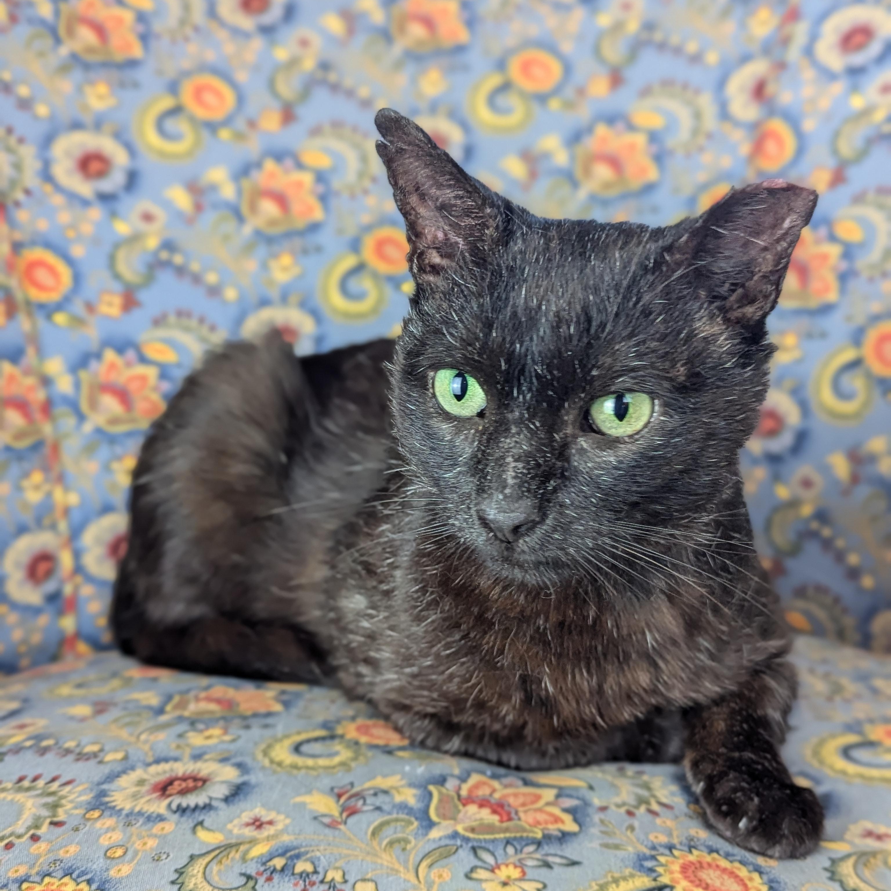 Enlarge Chris (Redefines Lap Cat), a Adoptable Domestic Short Hair in Decatur, GA image 4/6