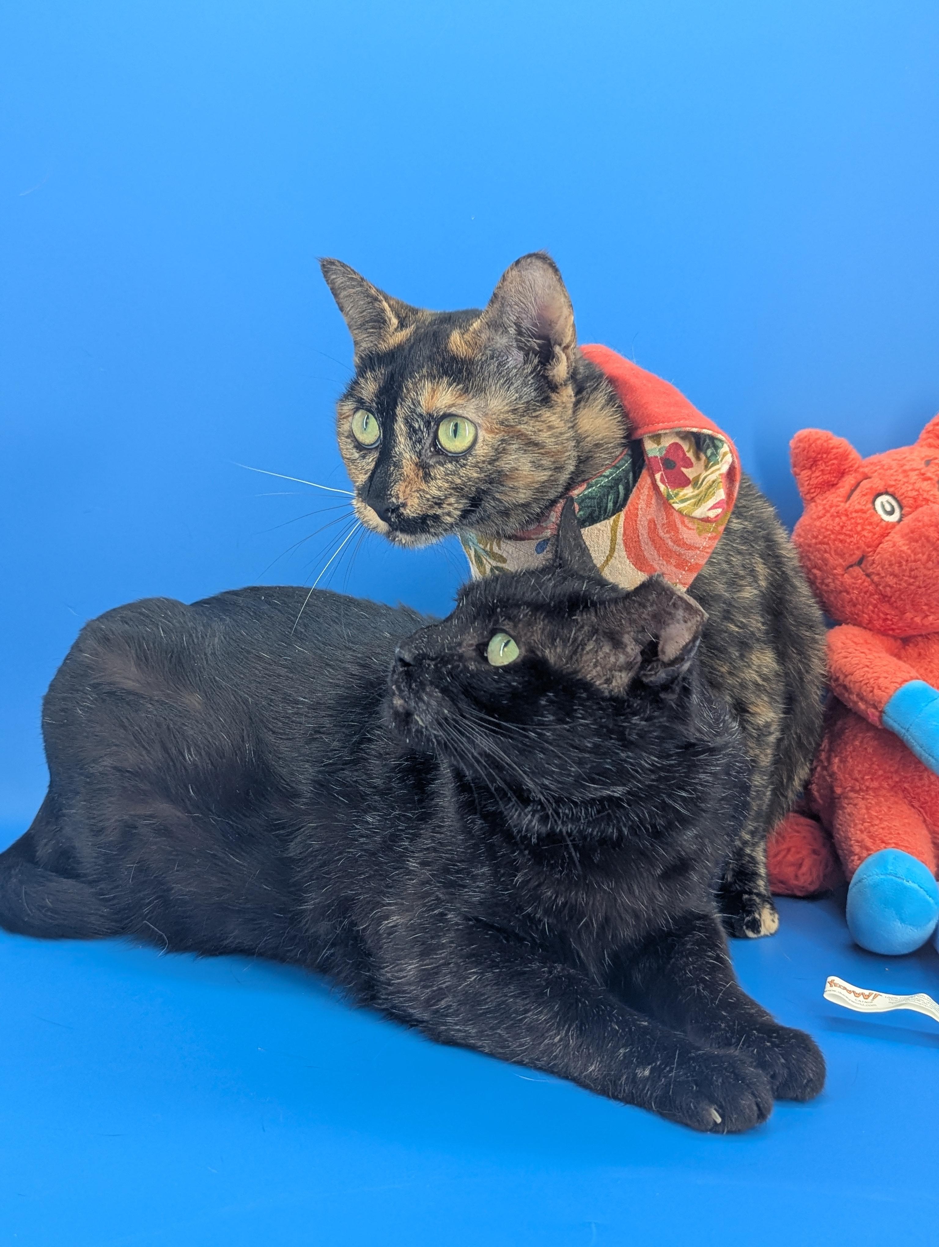 Enlarge Chris (Redefines Lap Cat), a Adoptable Domestic Short Hair in Decatur, GA image 6/6