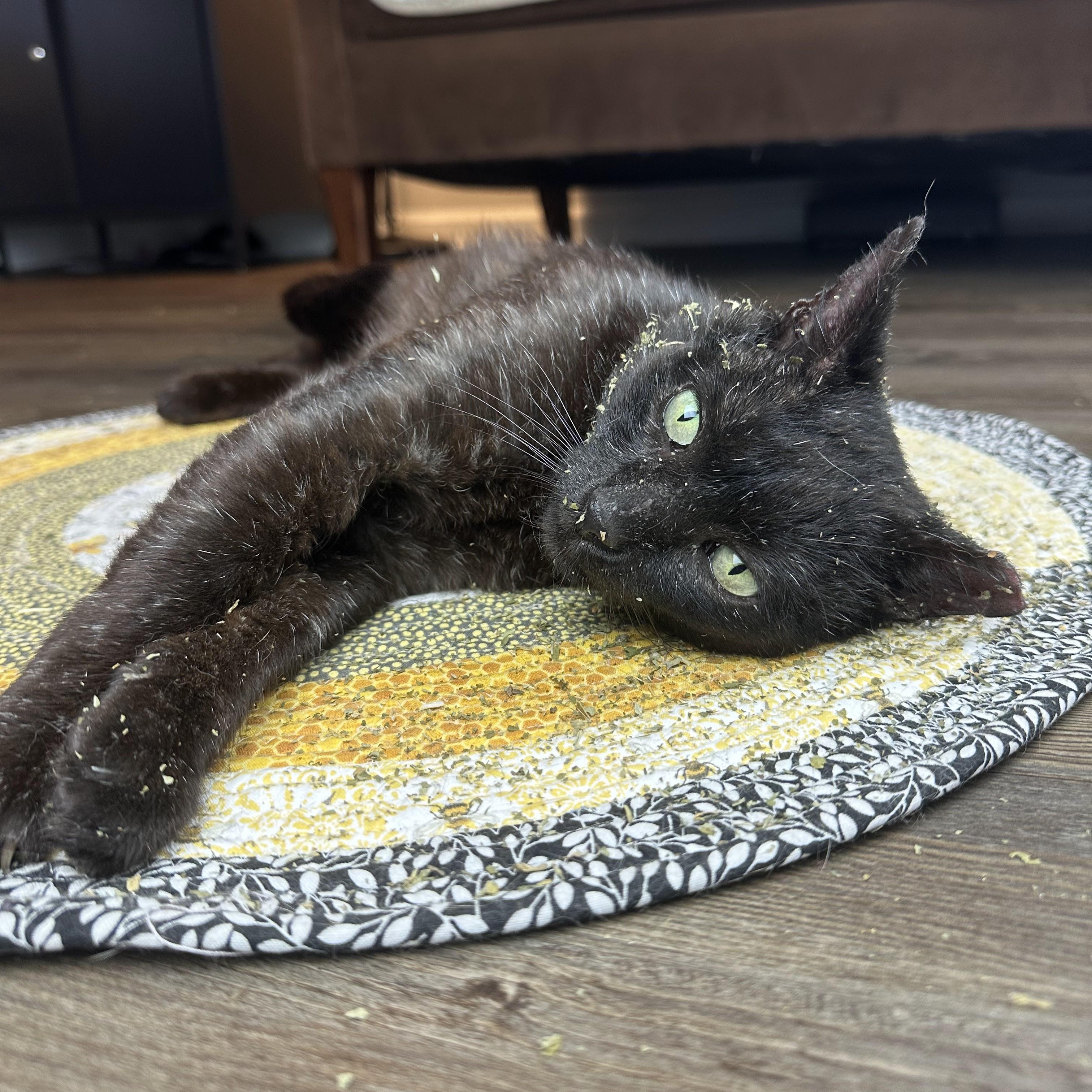 Enlarge Chris (Redefines Lap Cat), a Adoptable Domestic Short Hair in Decatur, GA image 2/6