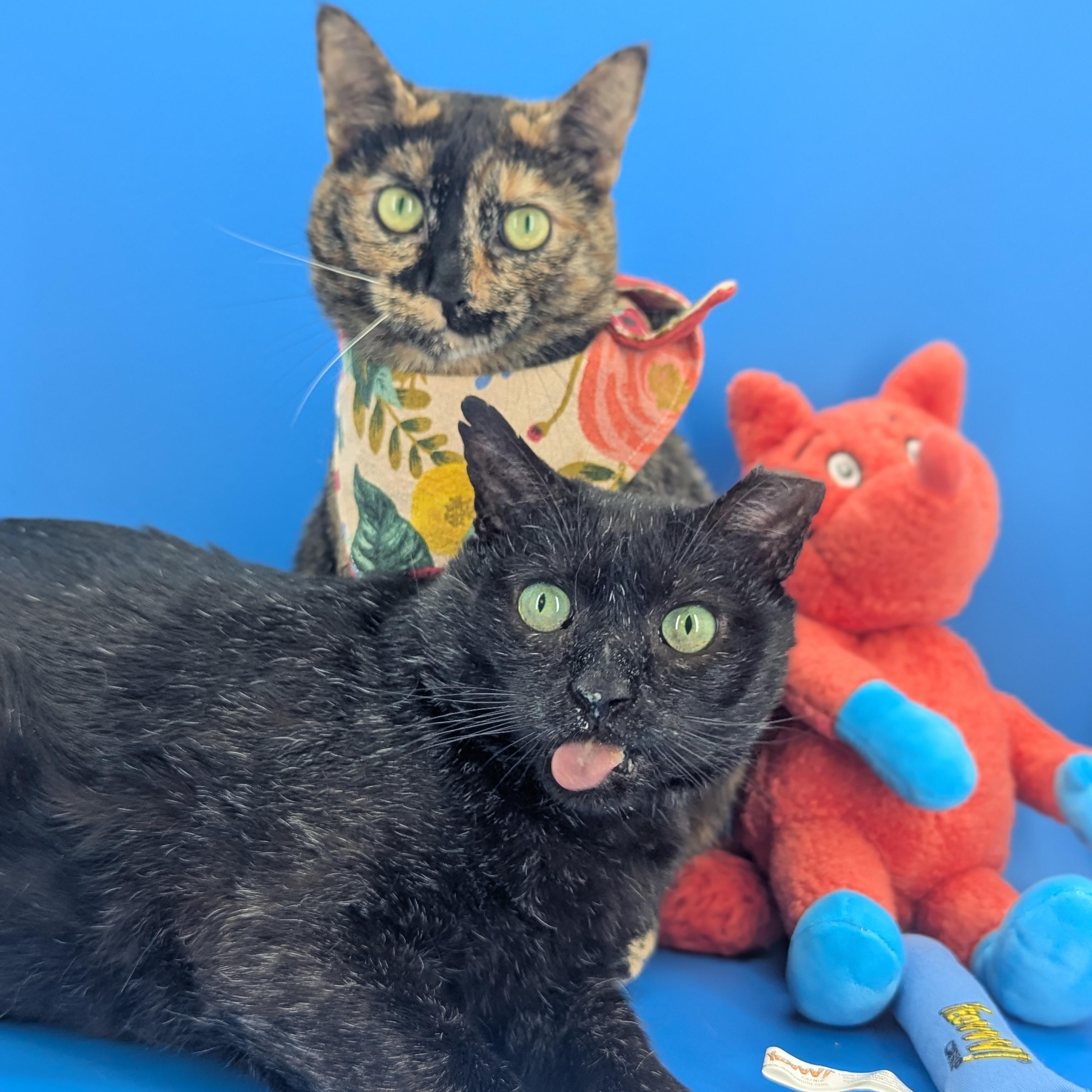 Enlarge Chris (Redefines Lap Cat), a Adoptable Domestic Short Hair in Decatur, GA image 1/6