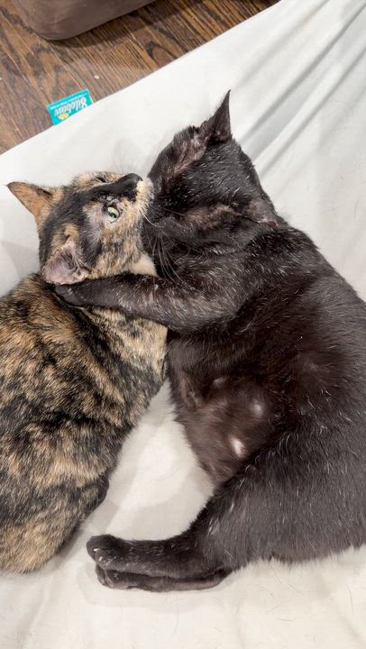 Enlarge Chris (Redefines Lap Cat), a Adoptable Domestic Short Hair in Decatur, GA video 5/6