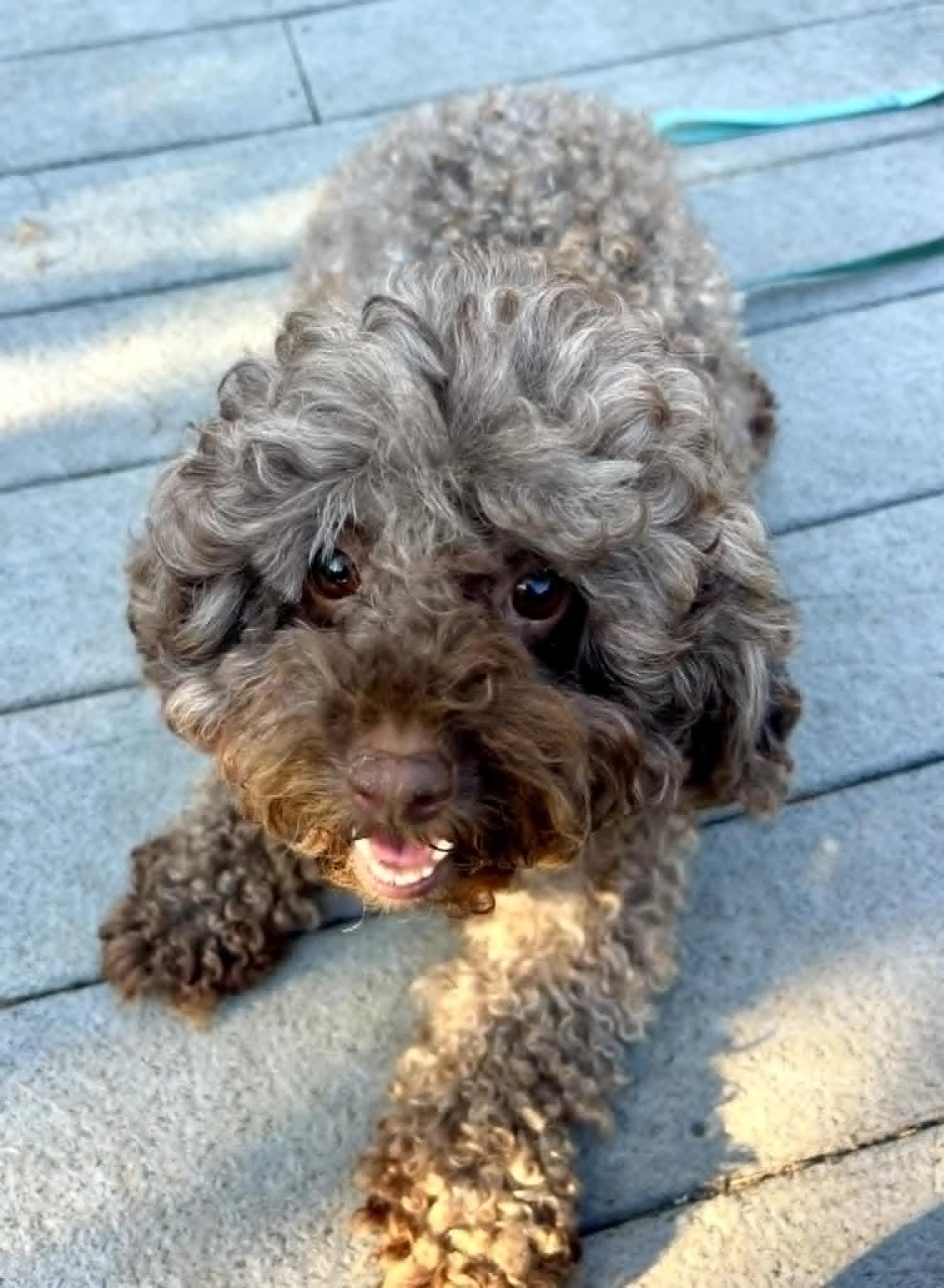Enlarge Coco Latte, an adopted Miniature Poodle in Haddonfield , NJ image 1/1