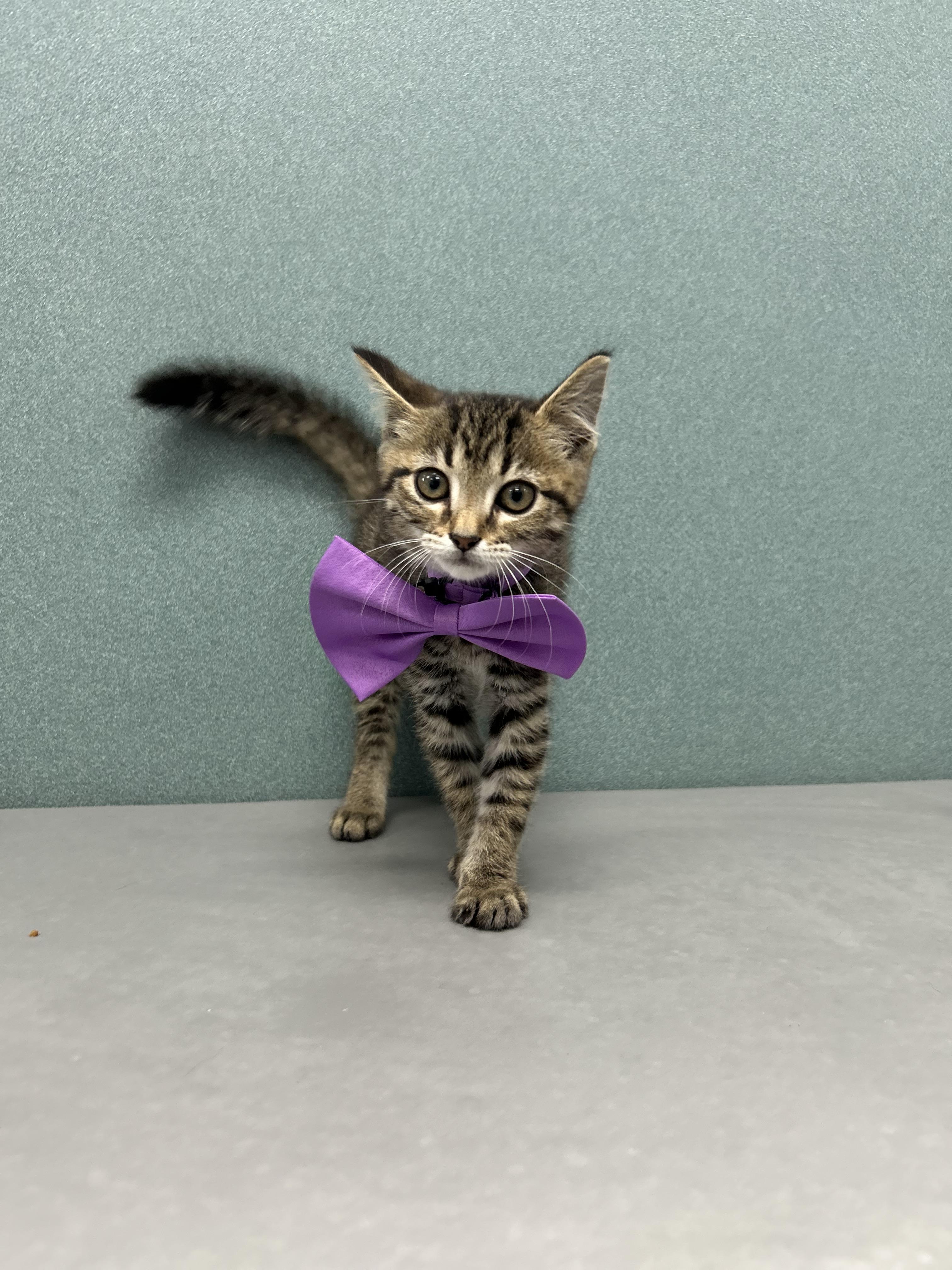 Abbey, a ADOPTABLE Domestic Short Hair in Bardstown, KY image 2/4