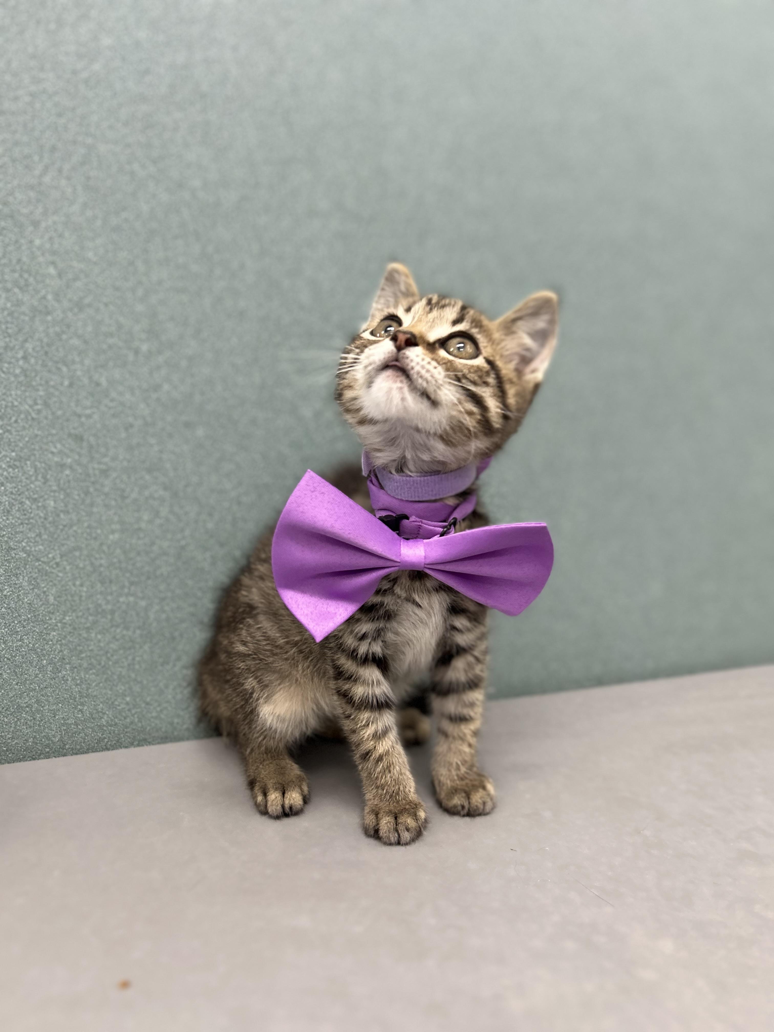Abbey, a ADOPTABLE Domestic Short Hair in Bardstown, KY image 3/4