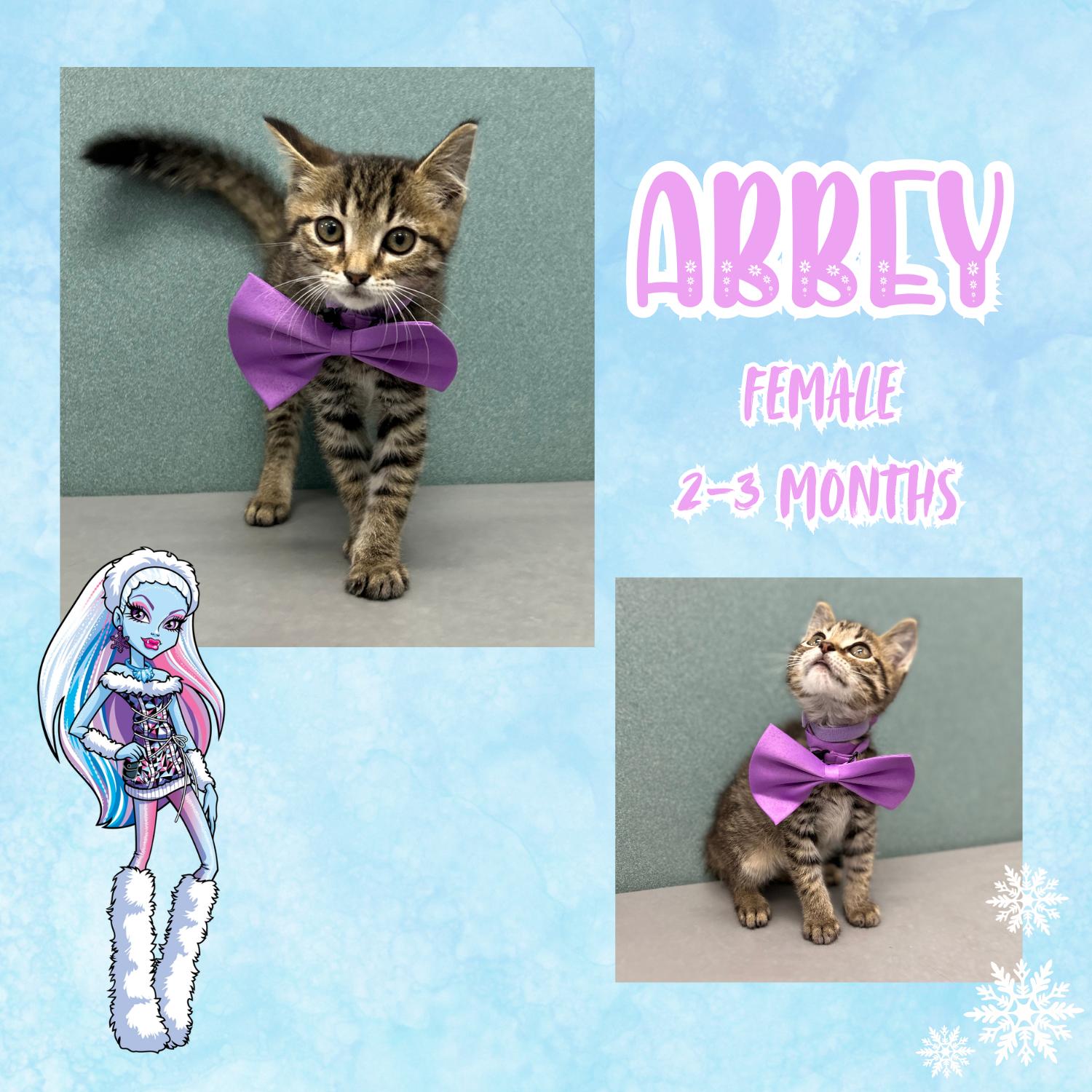 Abbey, a ADOPTABLE Domestic Short Hair in Bardstown, KY image 4/4