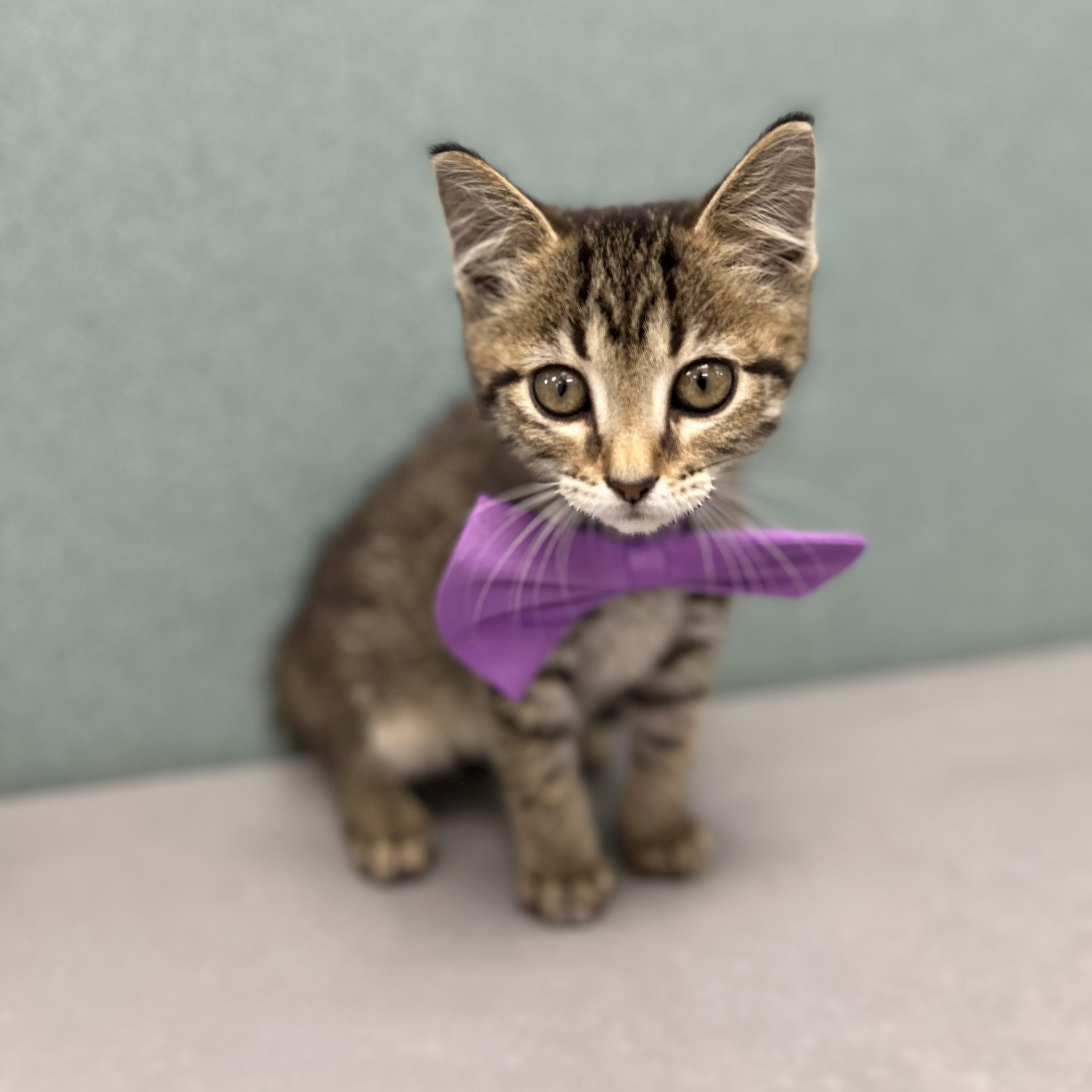 Abbey, a ADOPTABLE Domestic Short Hair in Bardstown, KY image 1/4