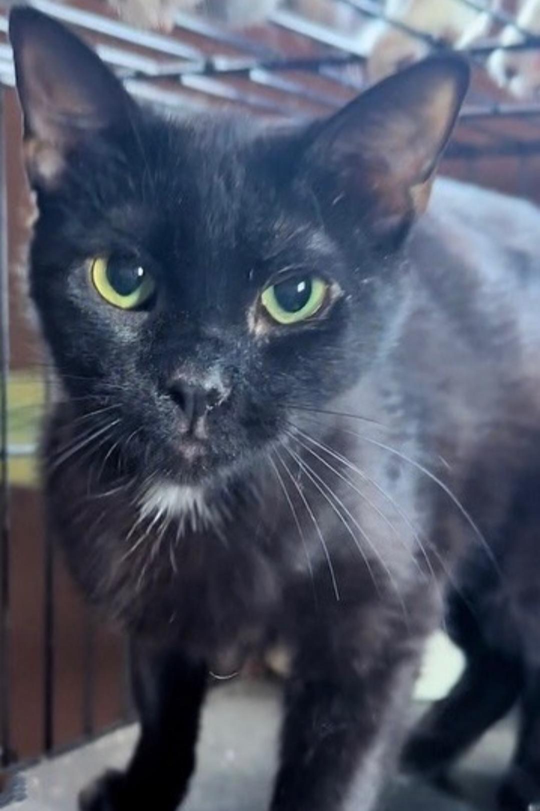 Enlarge Purrsia, a Adoptable Domestic Short Hair in Phoenix, AZ image 1/1