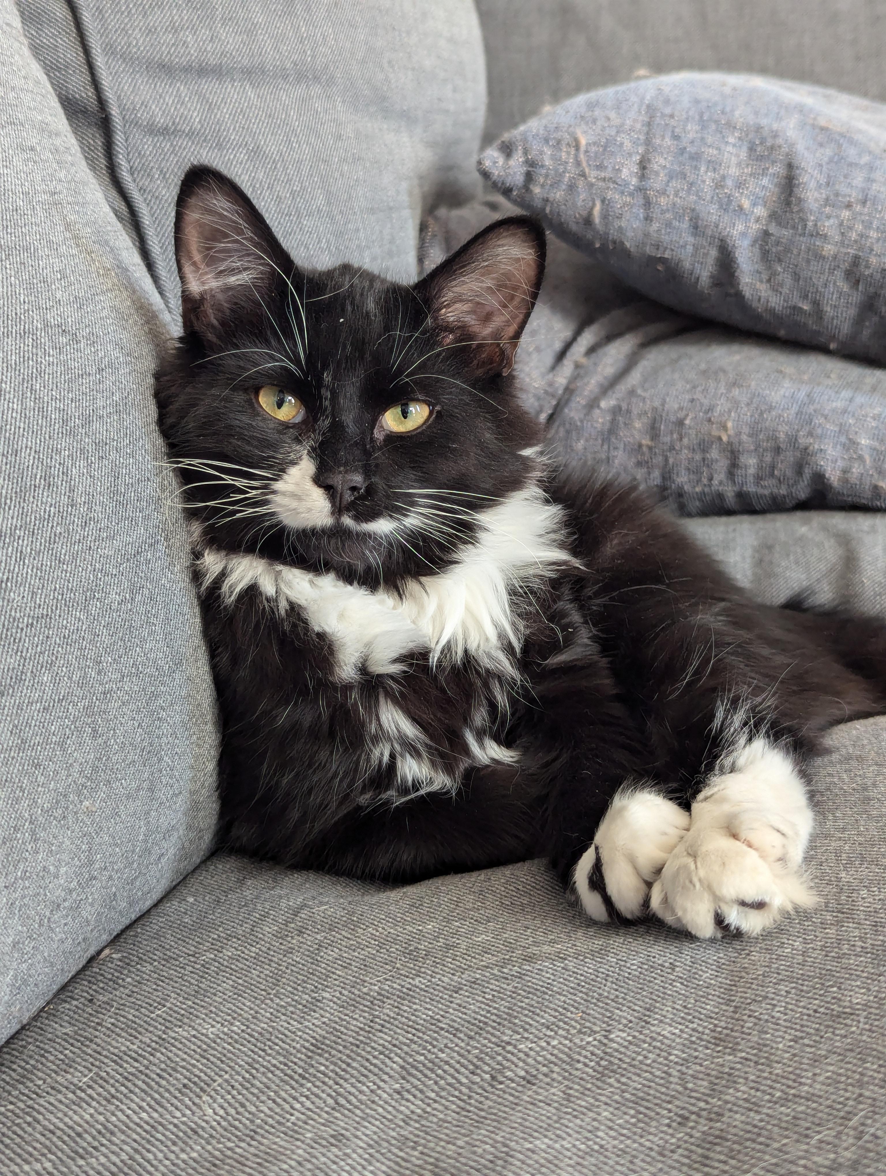 Enlarge Habanero Pepper, a Adoptable Tuxedo in Verdun, QC image 1/2