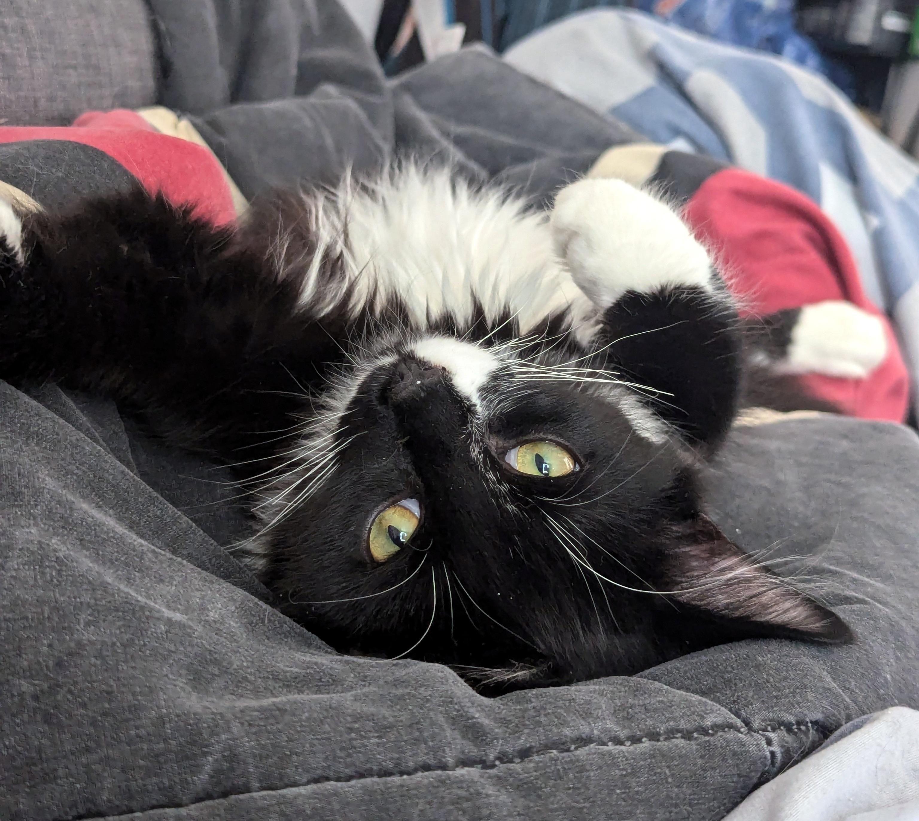 Enlarge Habanero Pepper, a Adoptable Tuxedo in Verdun, QC image 2/2