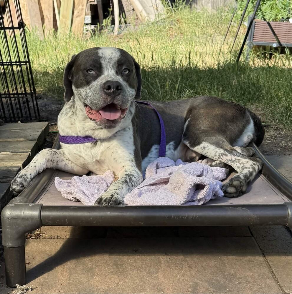 Enlarge Hudson - AVAILABLE, a Adoptable Pit Bull Terrier in Seattle, WA image 1/6