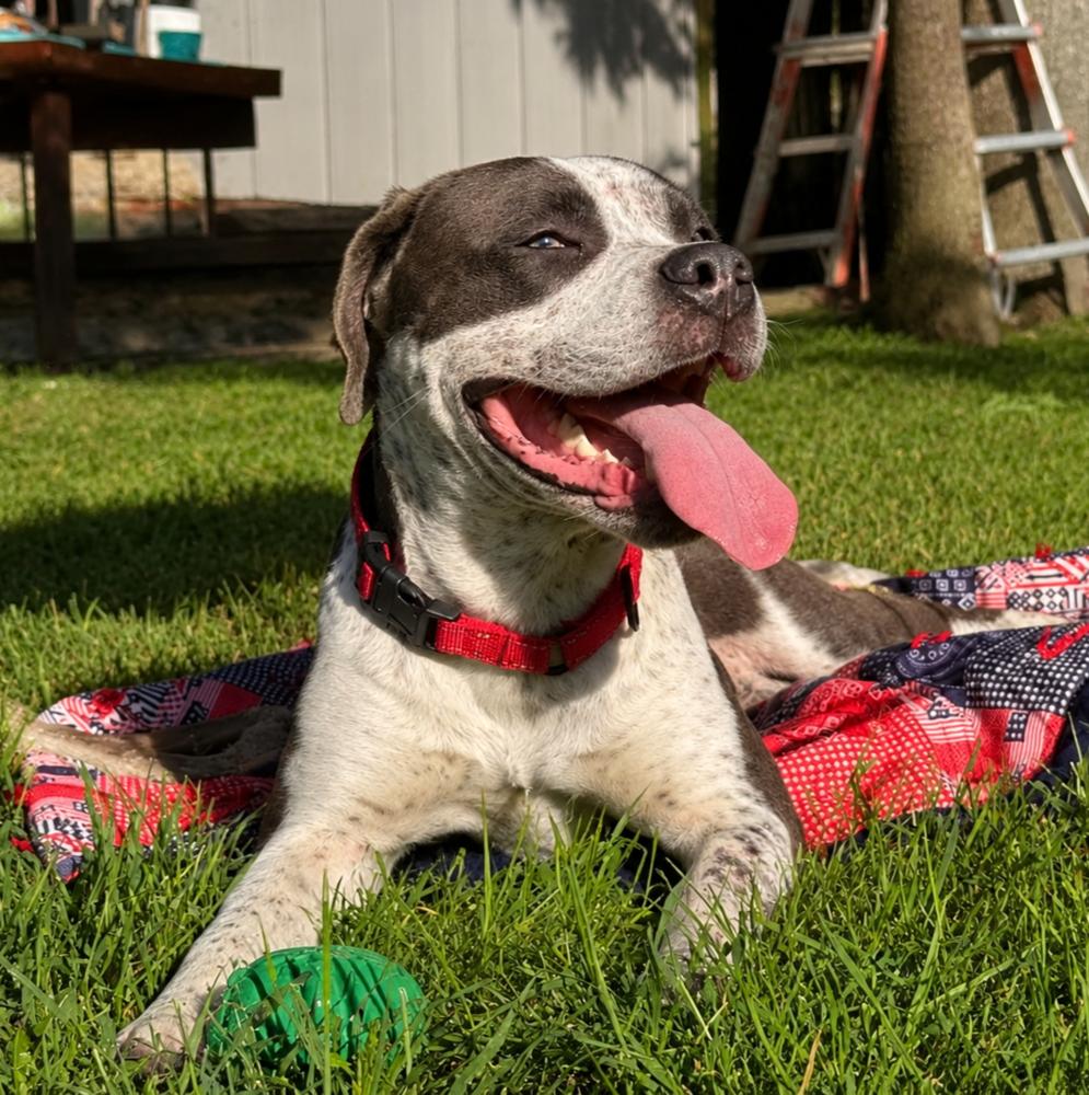 Enlarge Hudson - AVAILABLE, a Adoptable Pit Bull Terrier in Seattle, WA image 2/6