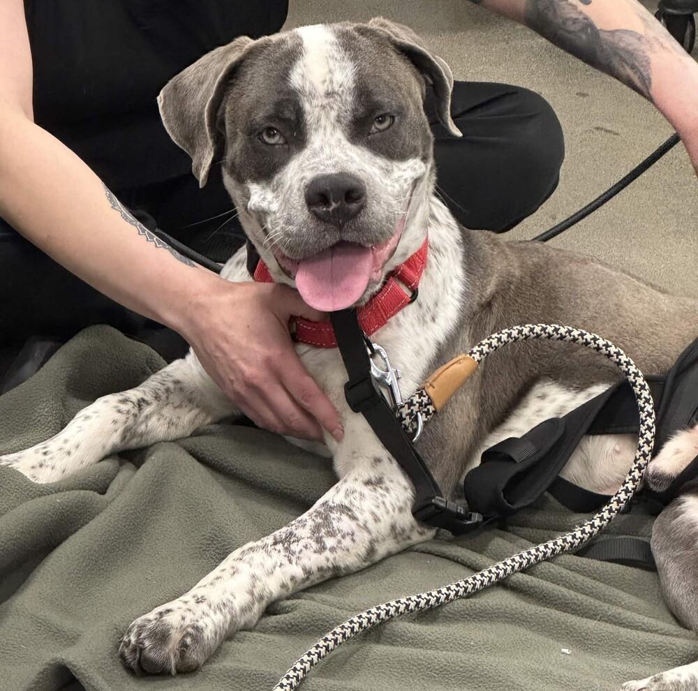 Enlarge Hudson - AVAILABLE, a Adoptable Pit Bull Terrier in Seattle, WA image 3/6