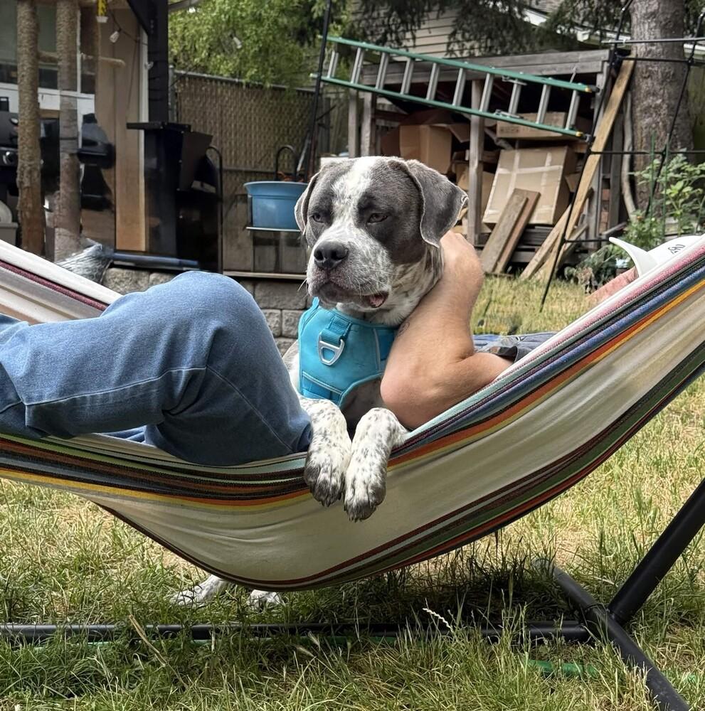 Enlarge Hudson - AVAILABLE, a Adoptable Pit Bull Terrier in Seattle, WA image 4/6
