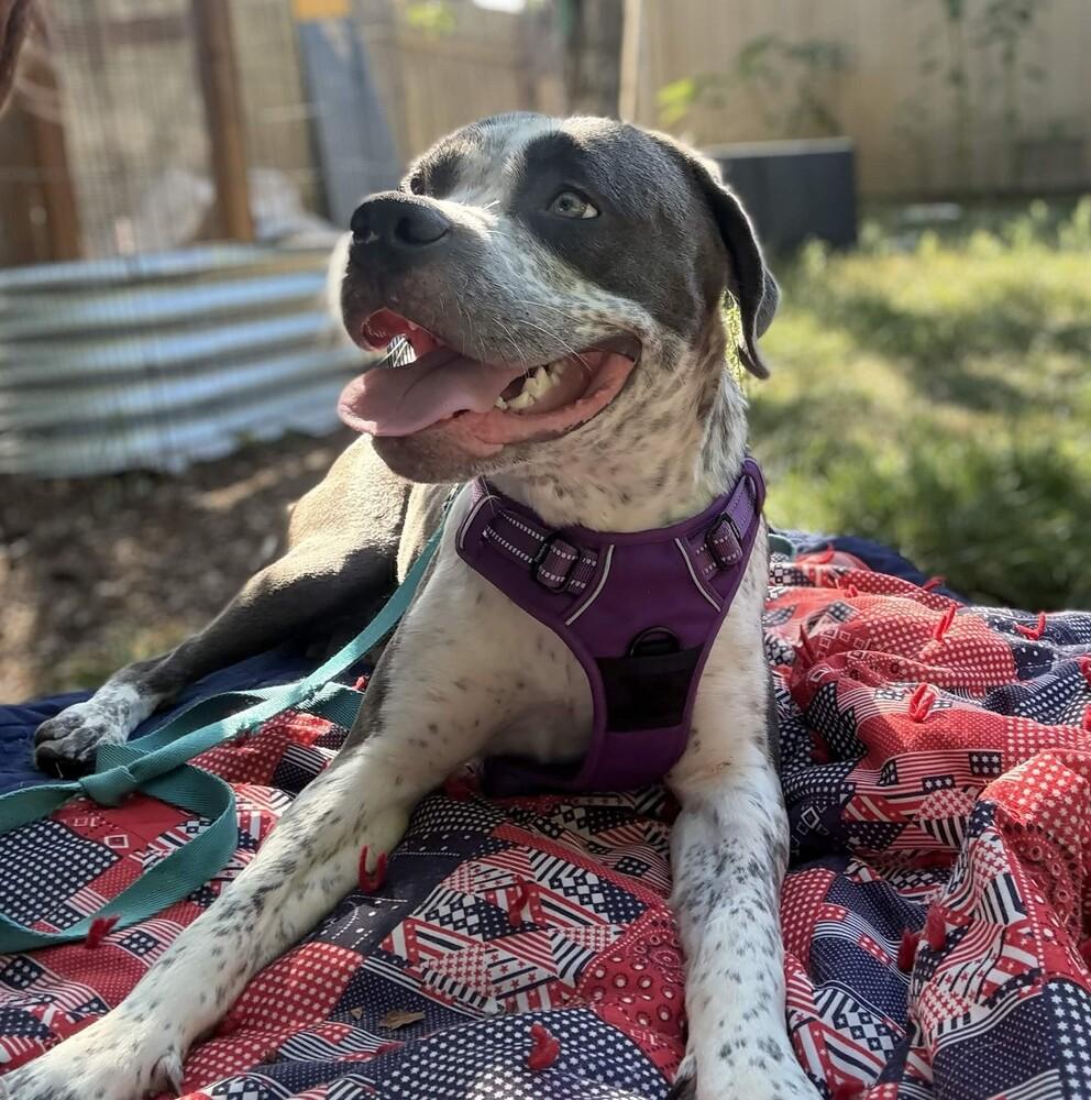 Enlarge Hudson - AVAILABLE, a Adoptable Pit Bull Terrier in Seattle, WA image 5/6