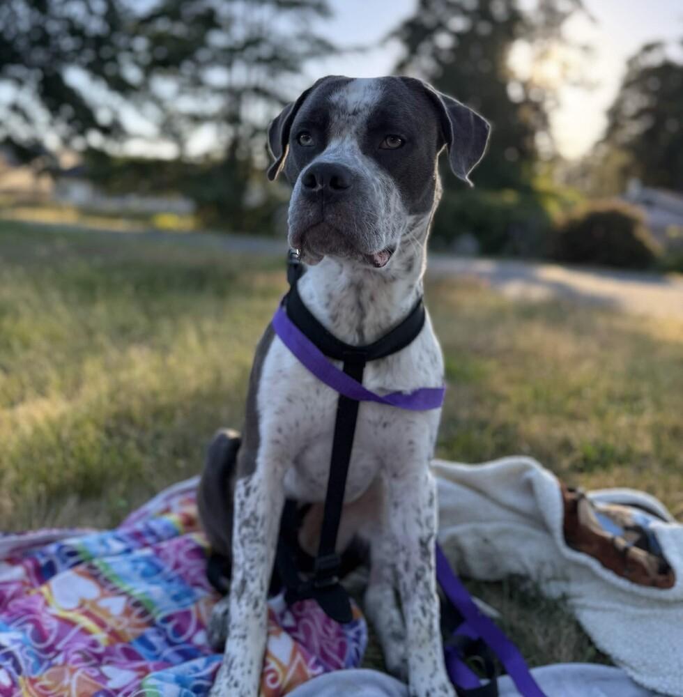 Enlarge Hudson - AVAILABLE, a Adoptable Pit Bull Terrier in Seattle, WA image 6/6