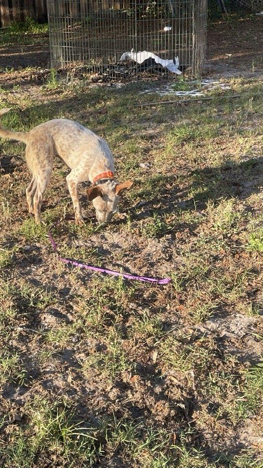 Enlarge Macaroon, a Adoptable Australian Cattle Dog / Blue Heeler in Bradenton, FL image 1/6