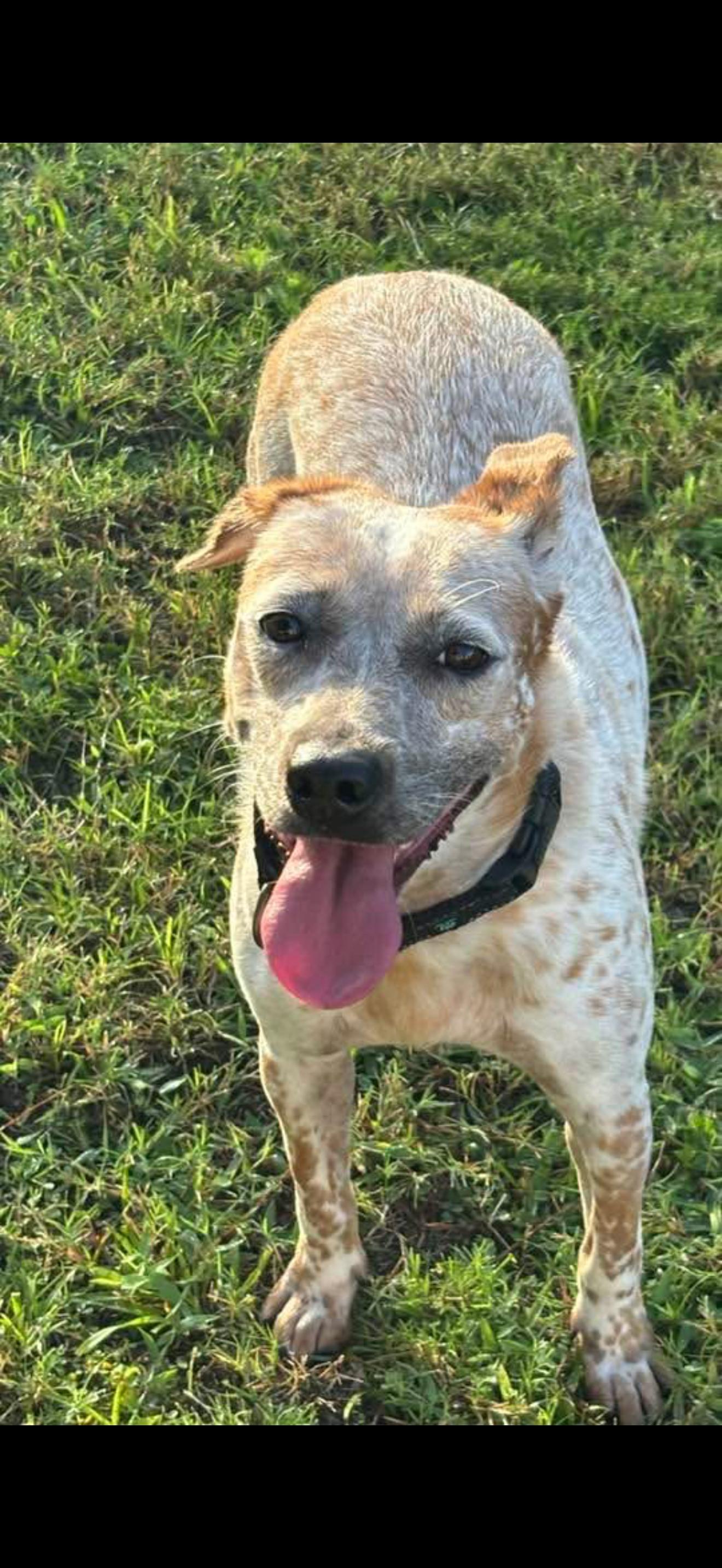 Enlarge Macaroon, a Adoptable Australian Cattle Dog / Blue Heeler in Bradenton, FL image 2/6